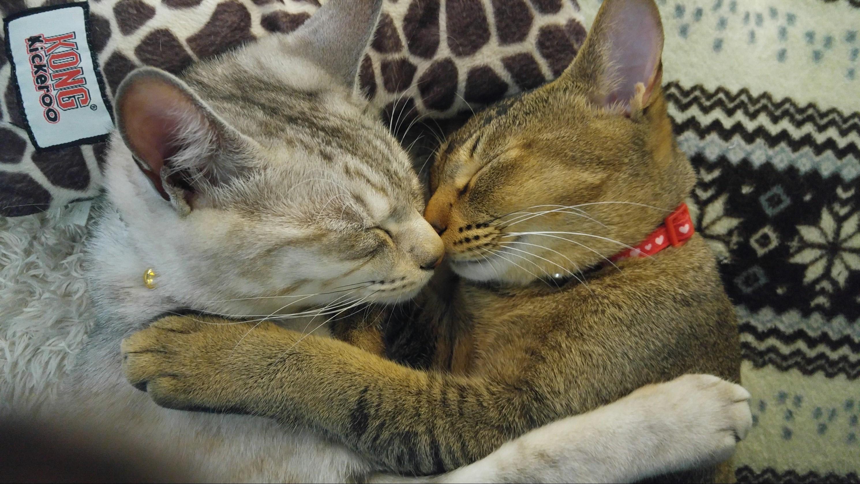 わんにゃんサイトの猫の写真