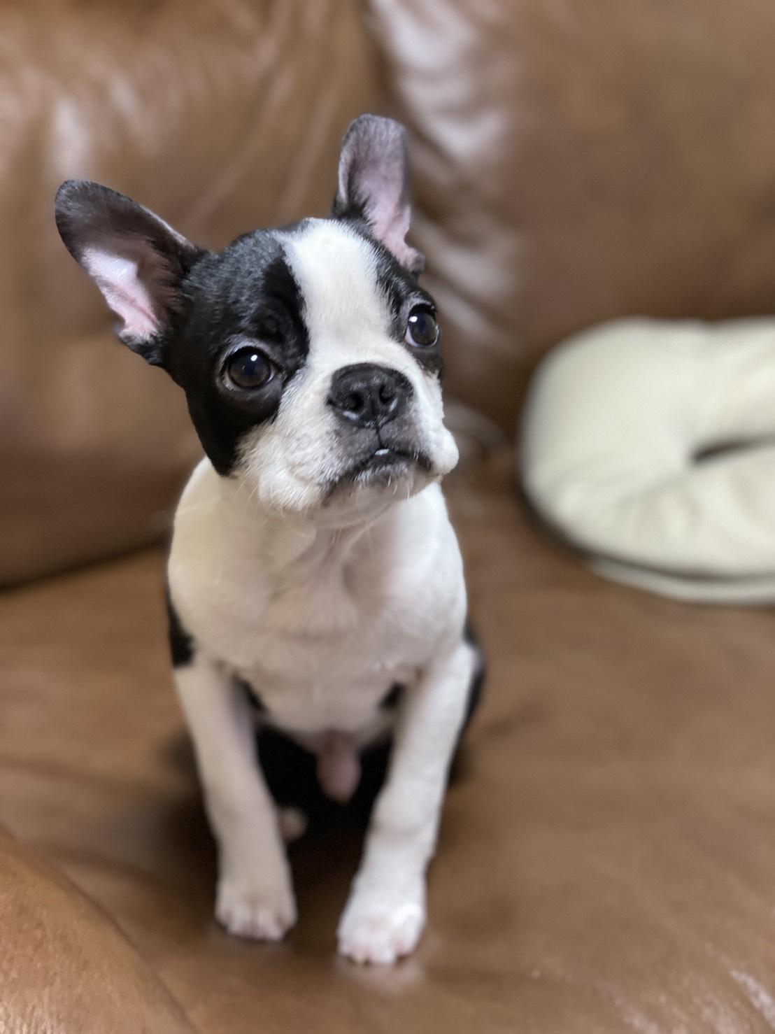 わんにゃんサイトの犬の写真