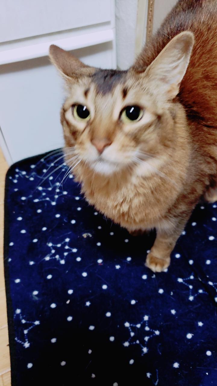 わんにゃんサイトの猫の写真