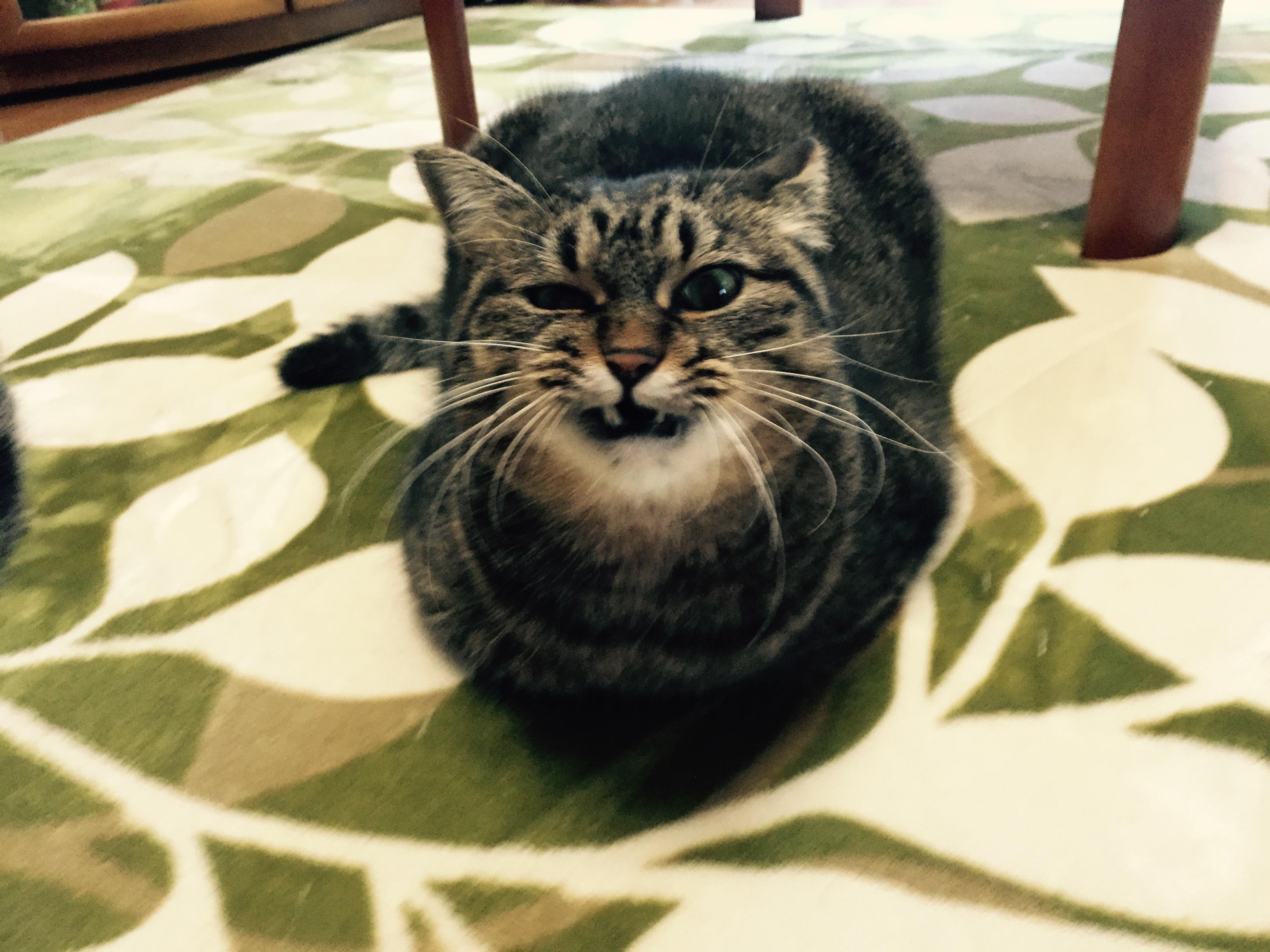 わんにゃんサイトの猫の写真