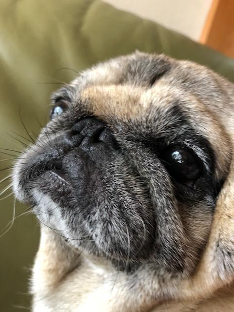 わんにゃんサイトの犬の写真