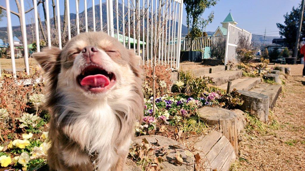 わんにゃんサイトの犬の写真