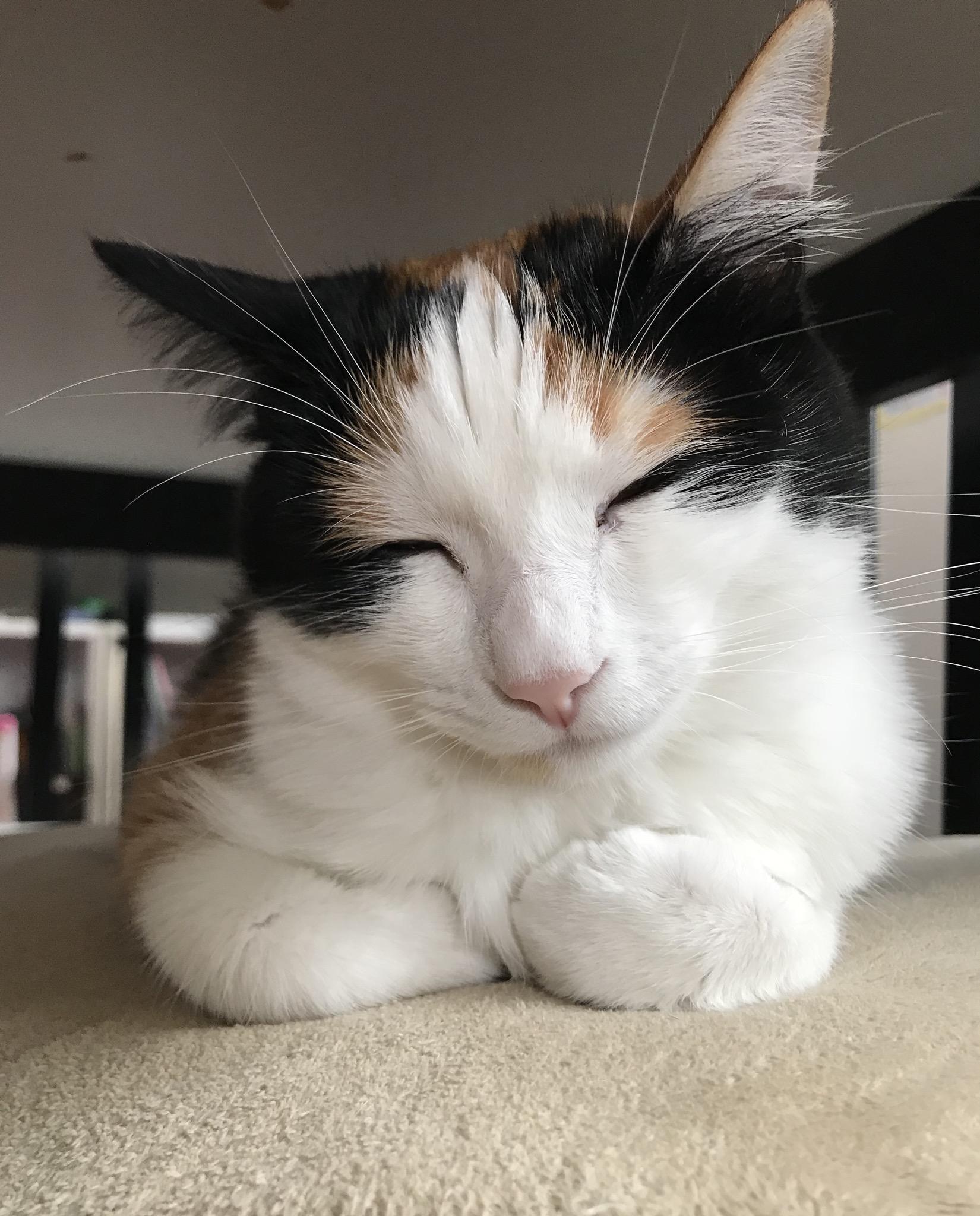 わんにゃんサイトの猫の写真