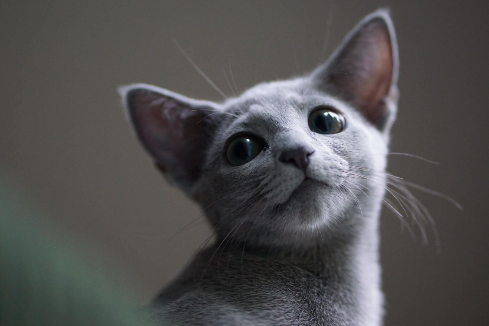 わんにゃんサイトの猫の写真