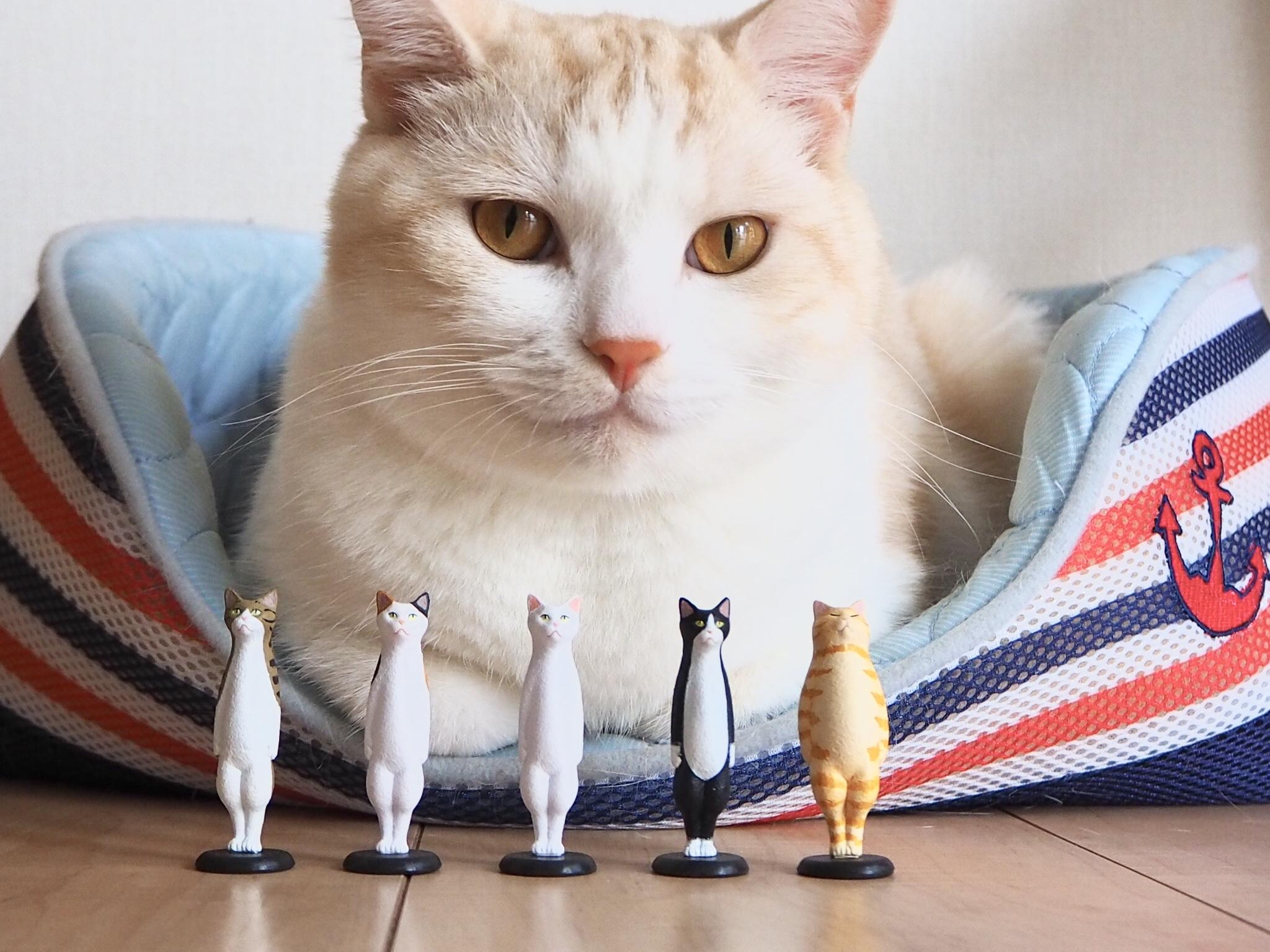 わんにゃんサイトの猫の写真