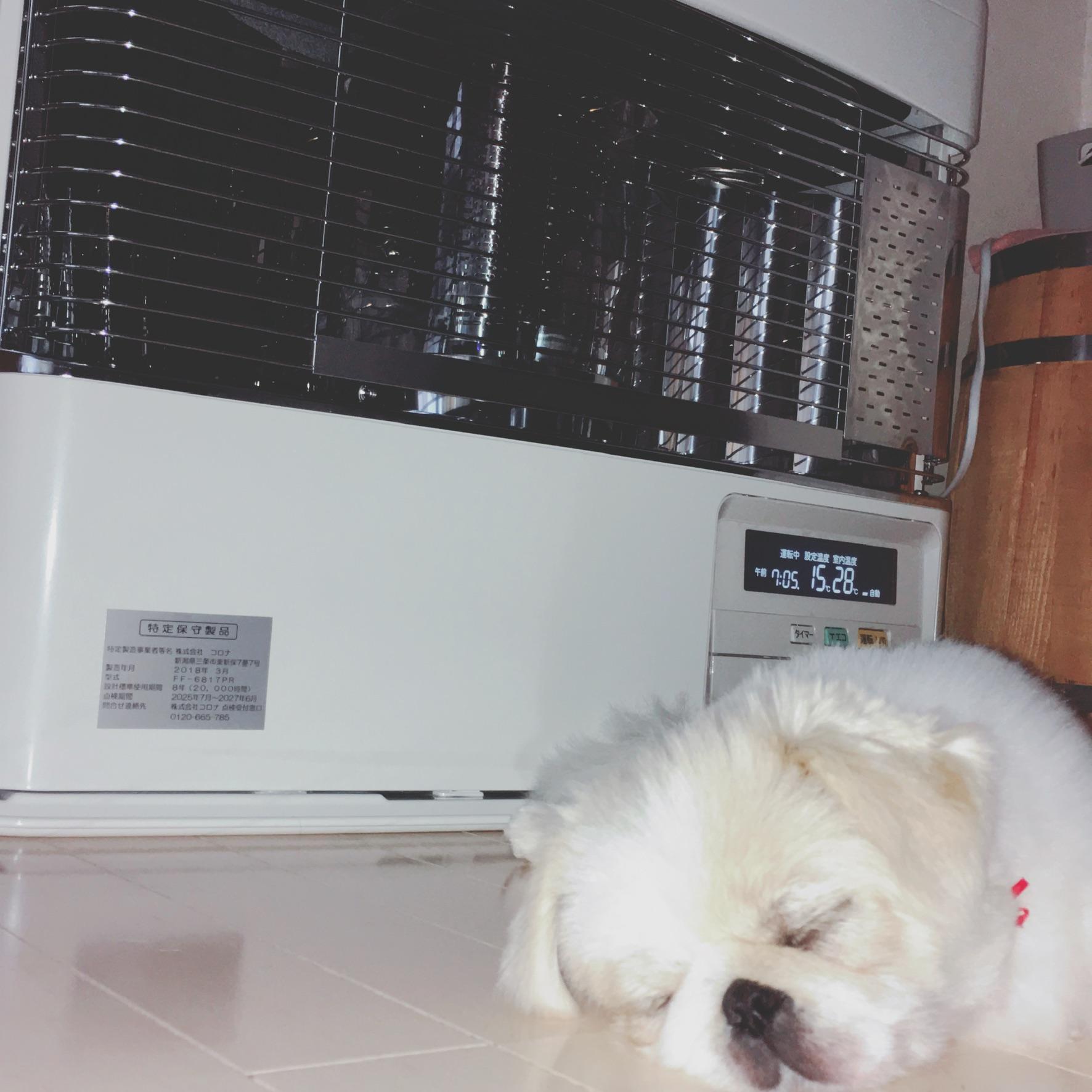 わんにゃんサイトの犬の写真