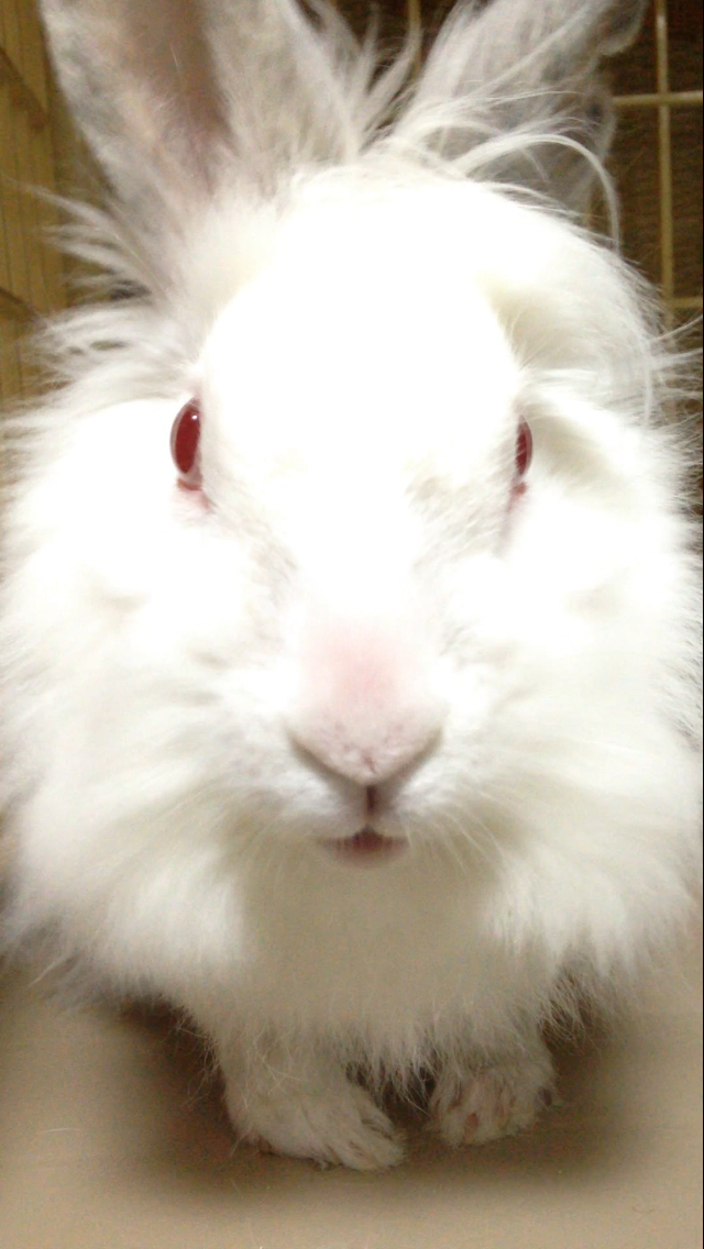 わんにゃんサイトのその他の写真