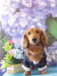 わんにゃんサイトの犬の写真