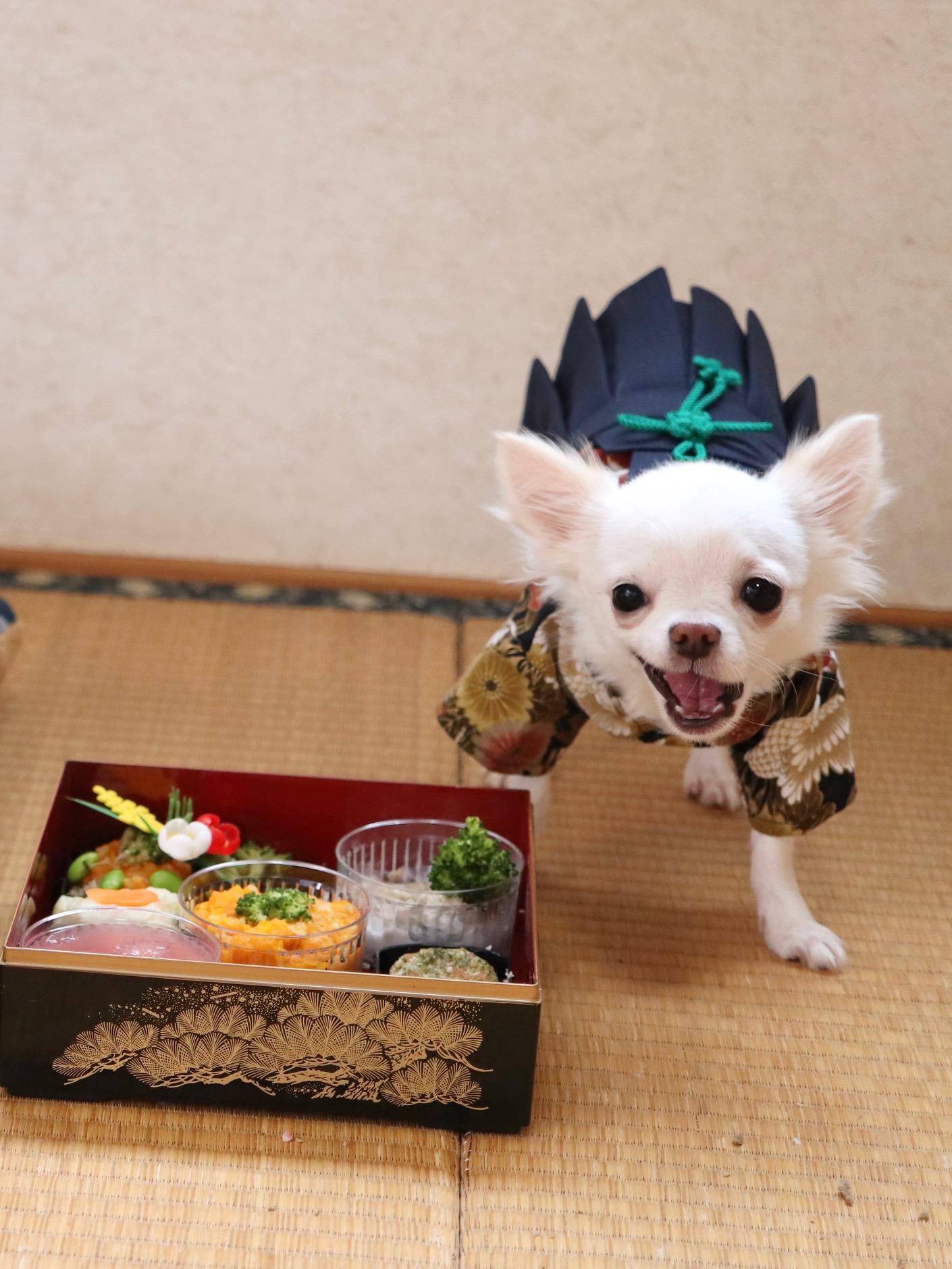 わんにゃんサイトの犬の写真