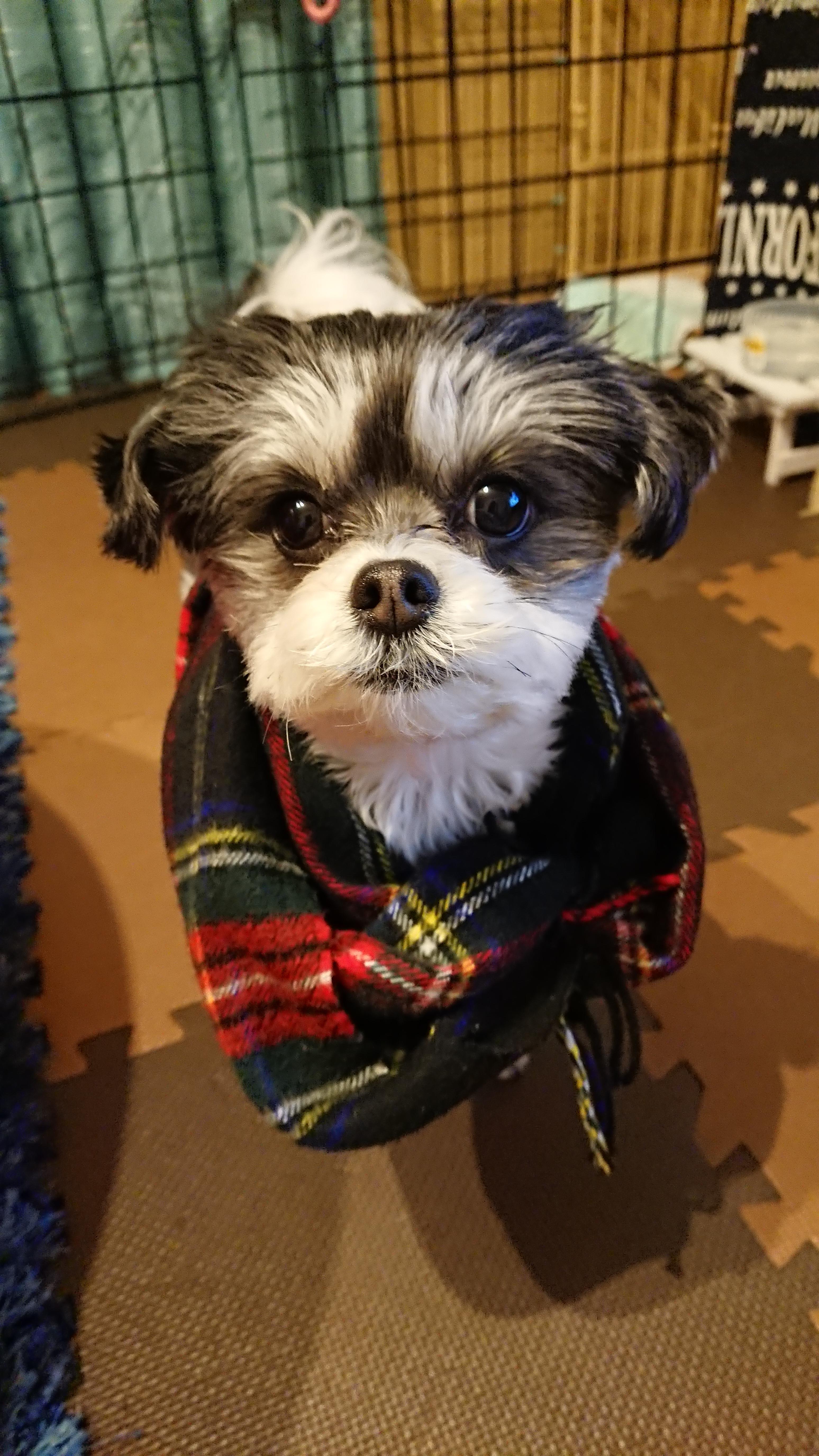 わんにゃんサイトの犬の写真