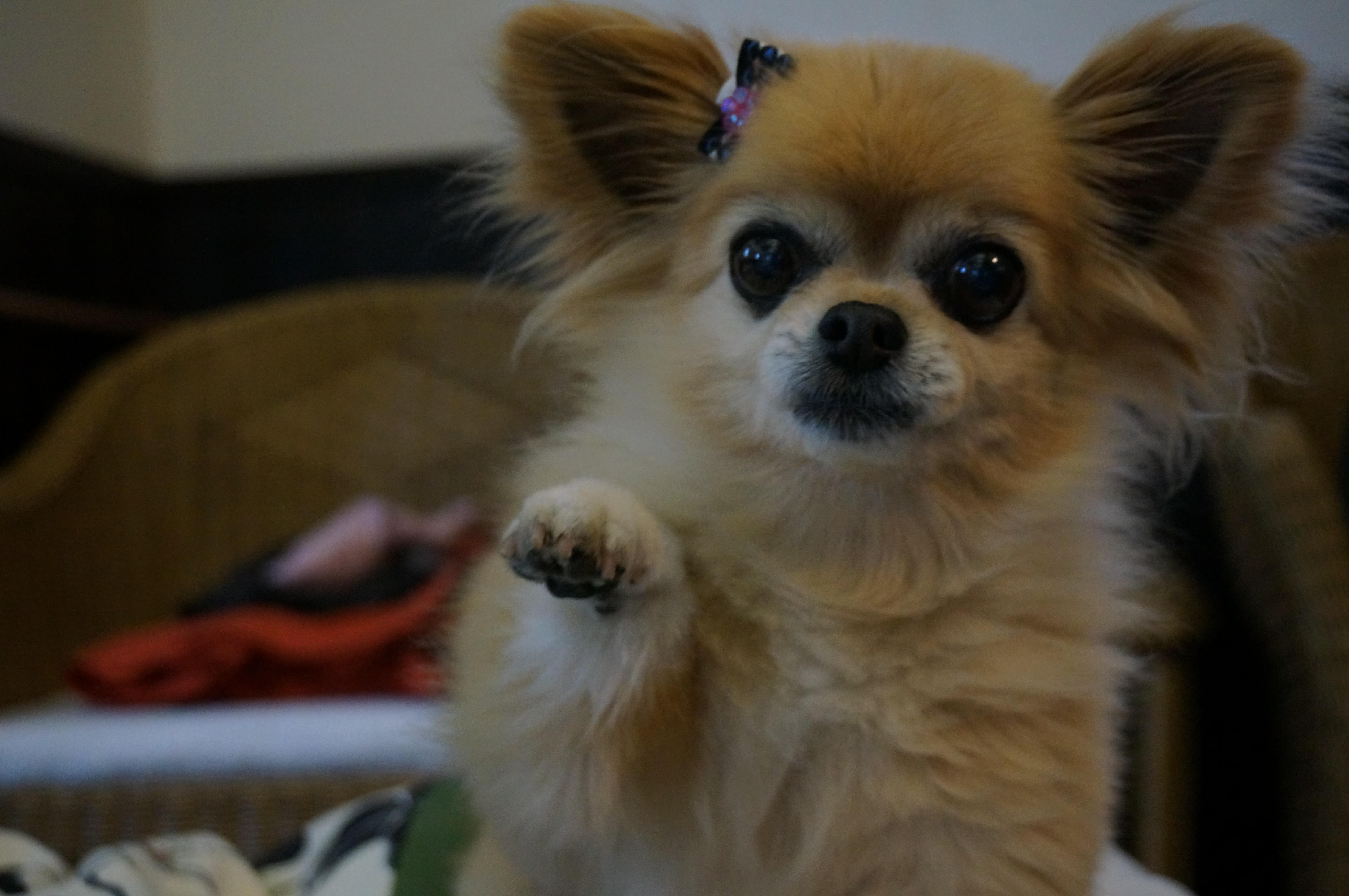 わんにゃんサイトの犬の写真