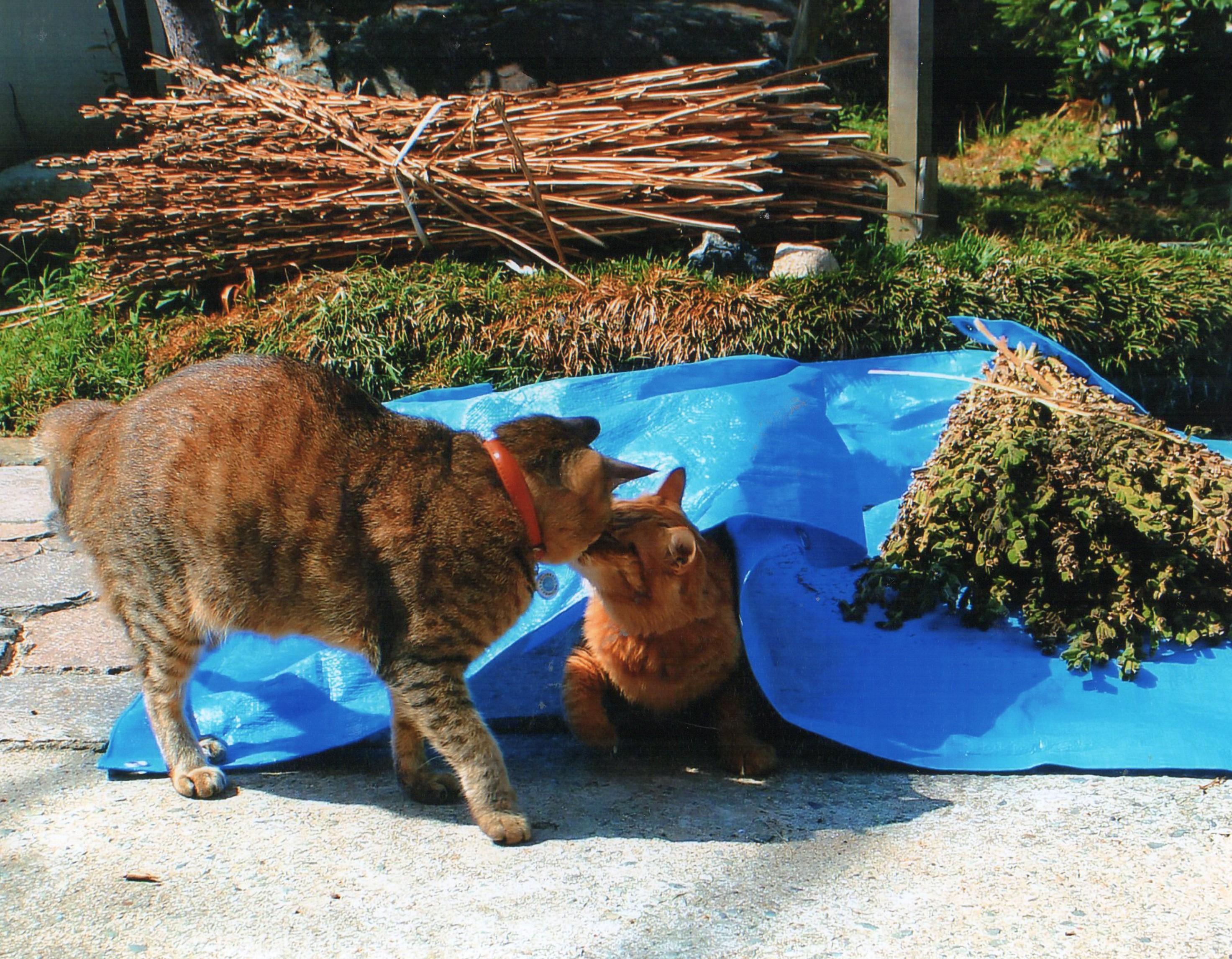 わんにゃんサイトの猫の写真