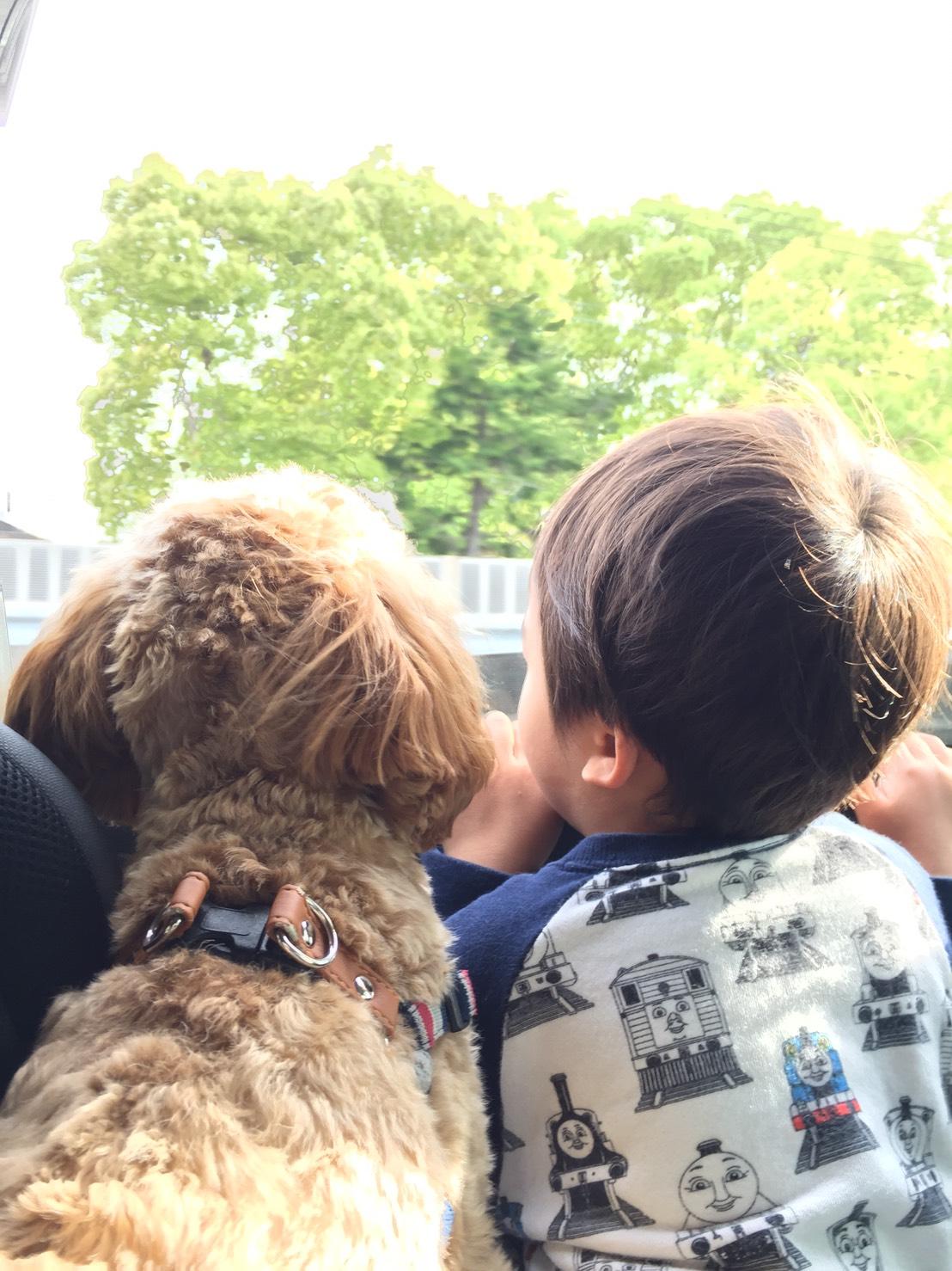 わんにゃんサイトの犬の写真