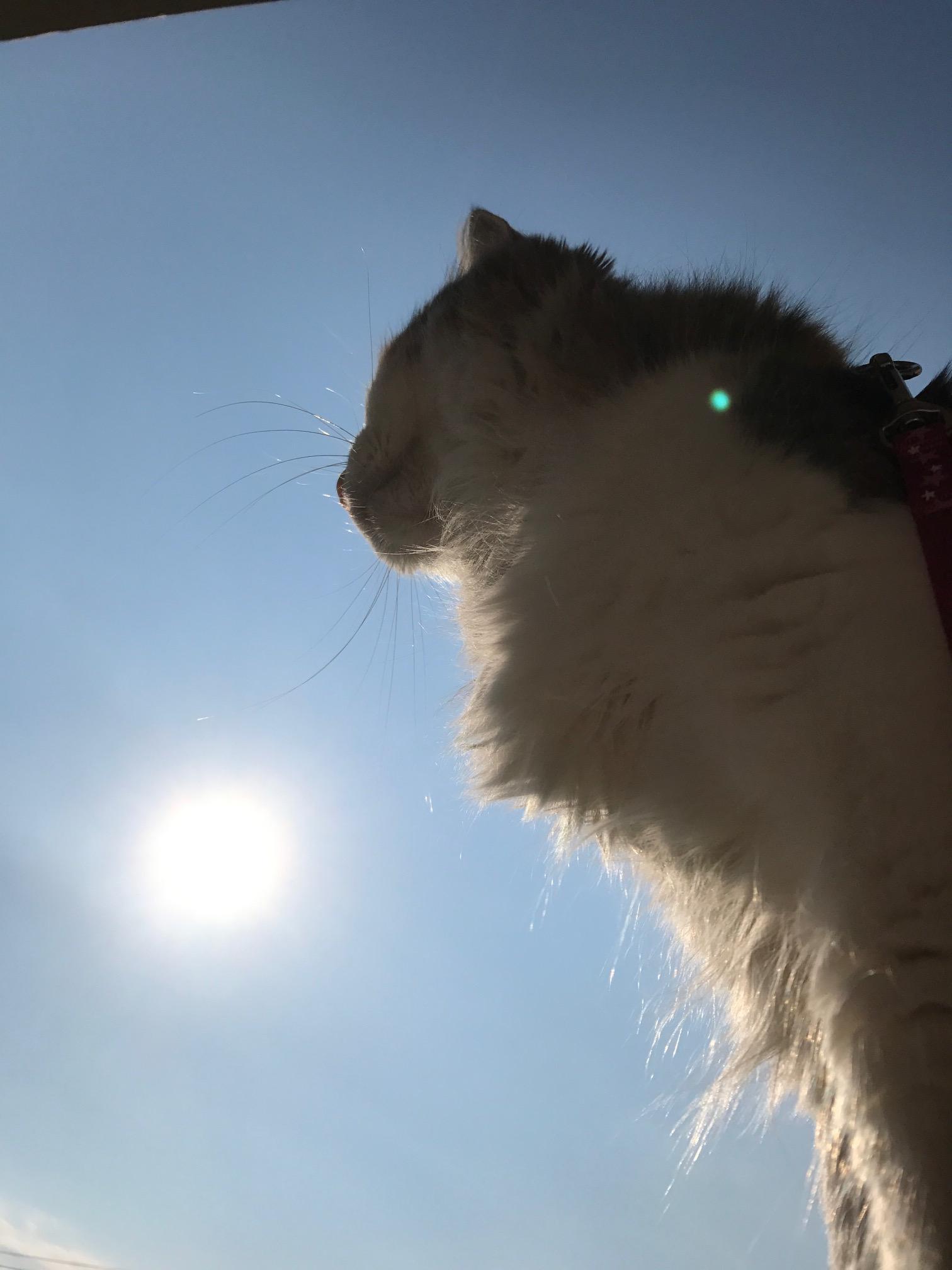 わんにゃんサイトの猫の写真