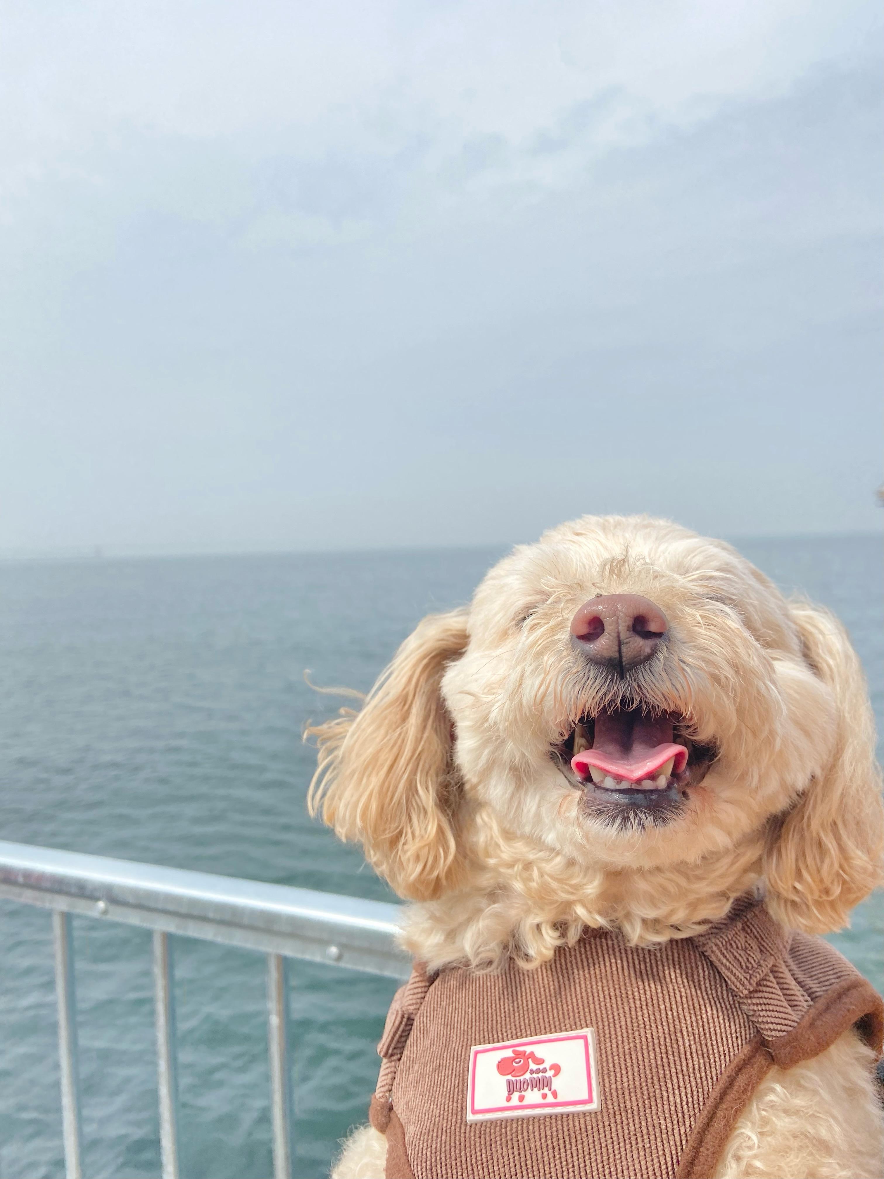 わんにゃんサイトの犬の写真