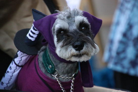 わんにゃんサイトの犬の写真