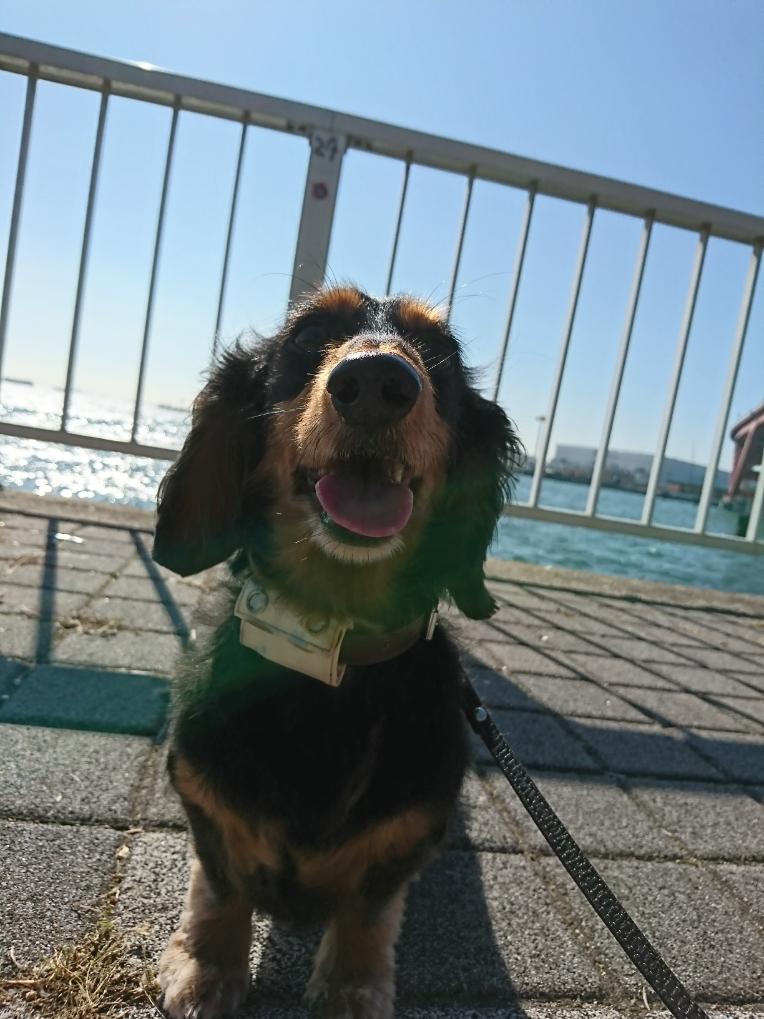 わんにゃんサイトの犬の写真