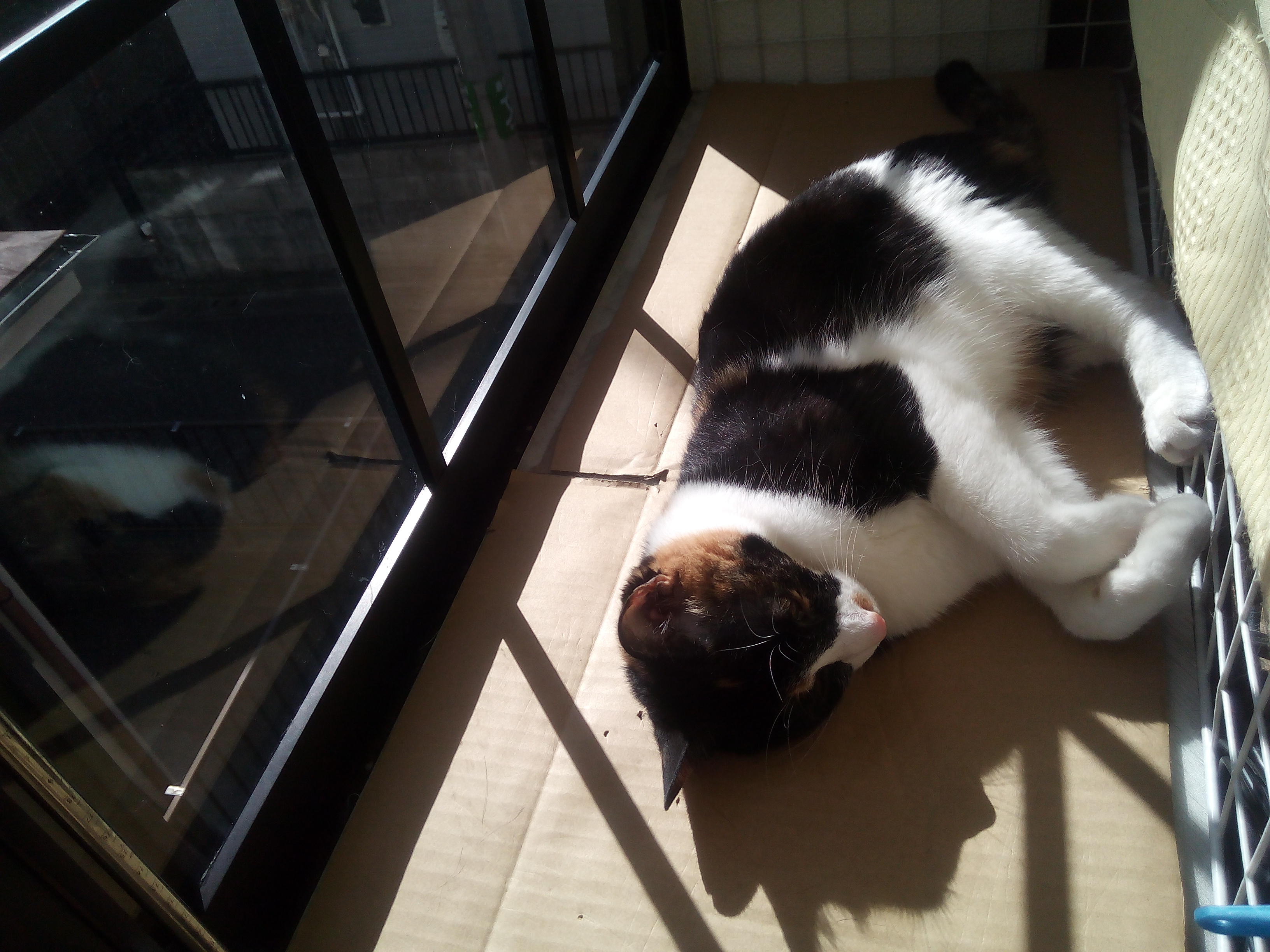 わんにゃんサイトの猫の写真