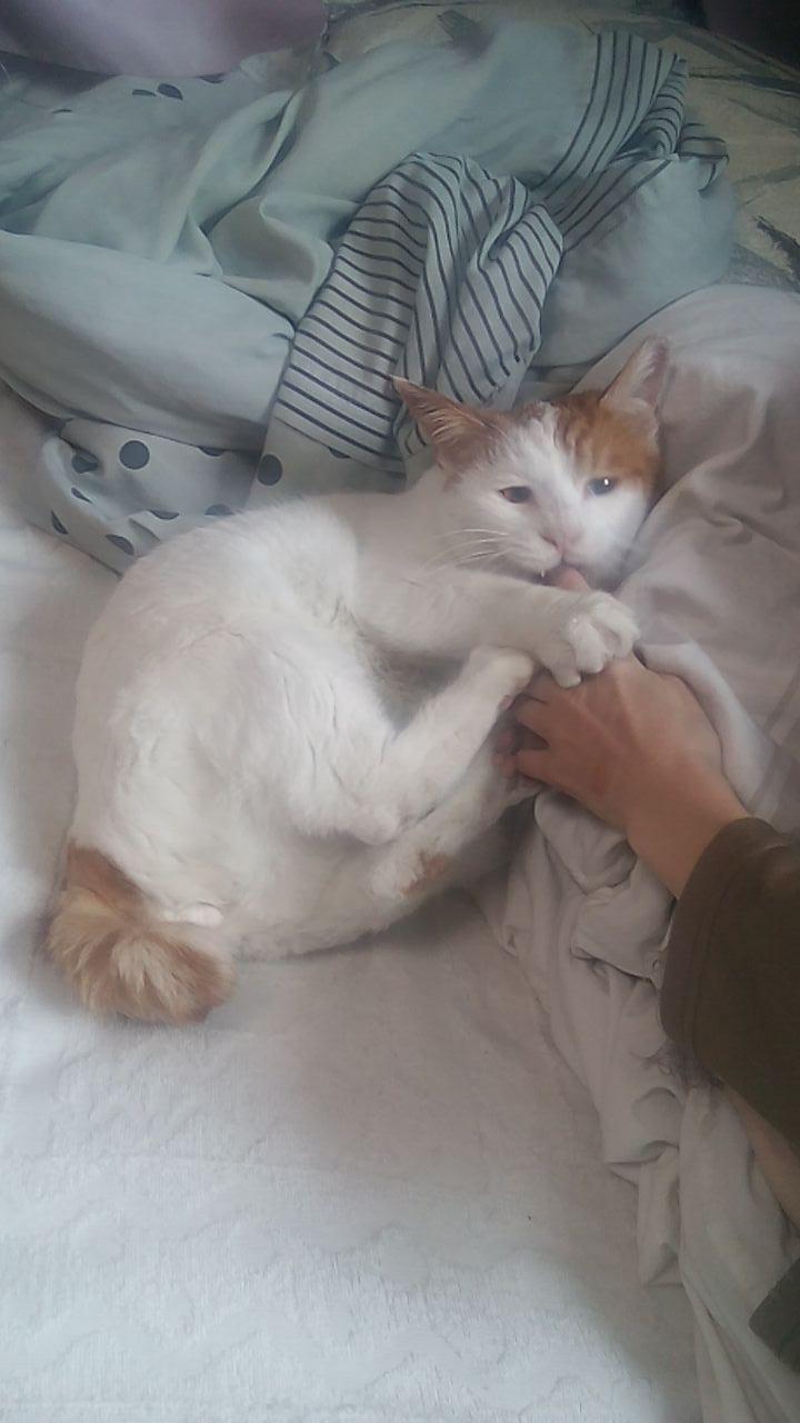 わんにゃんサイトの猫の写真