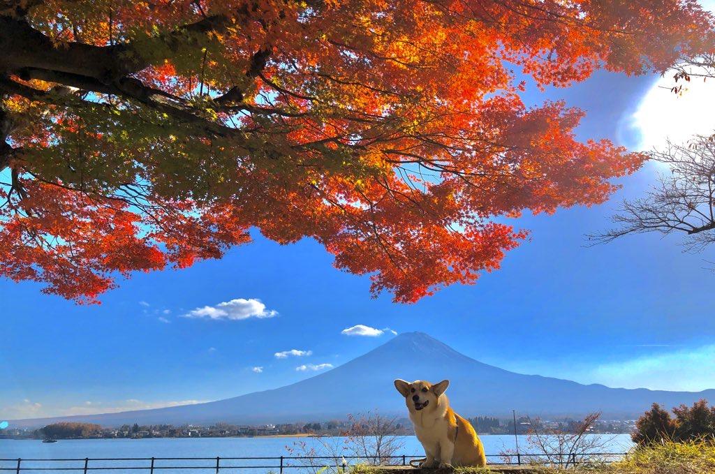 わんにゃんサイトの犬の写真