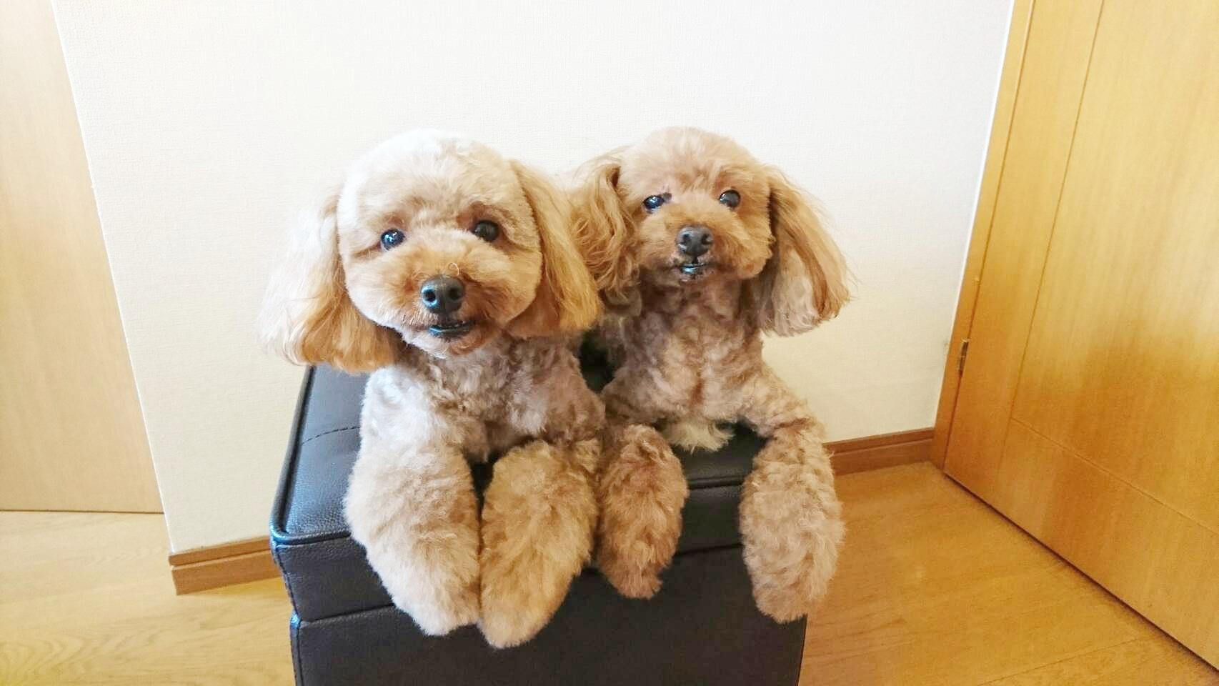 わんにゃんサイトの犬の写真