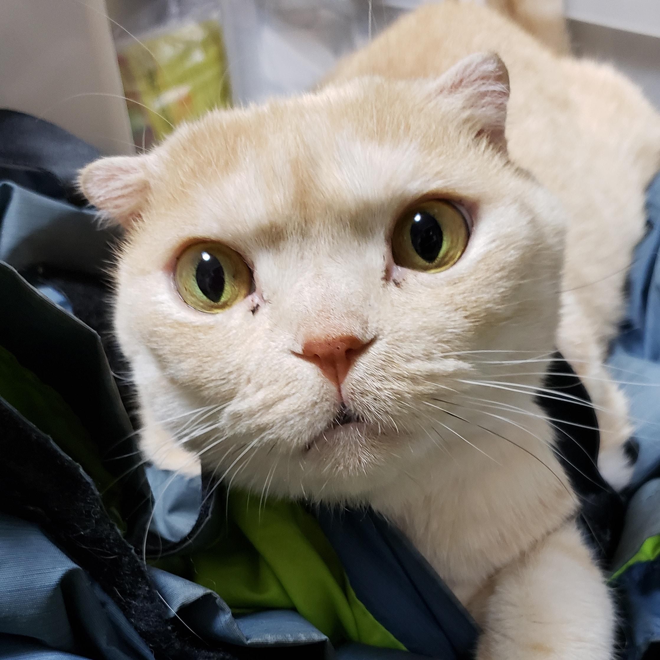 わんにゃんサイトの猫の写真