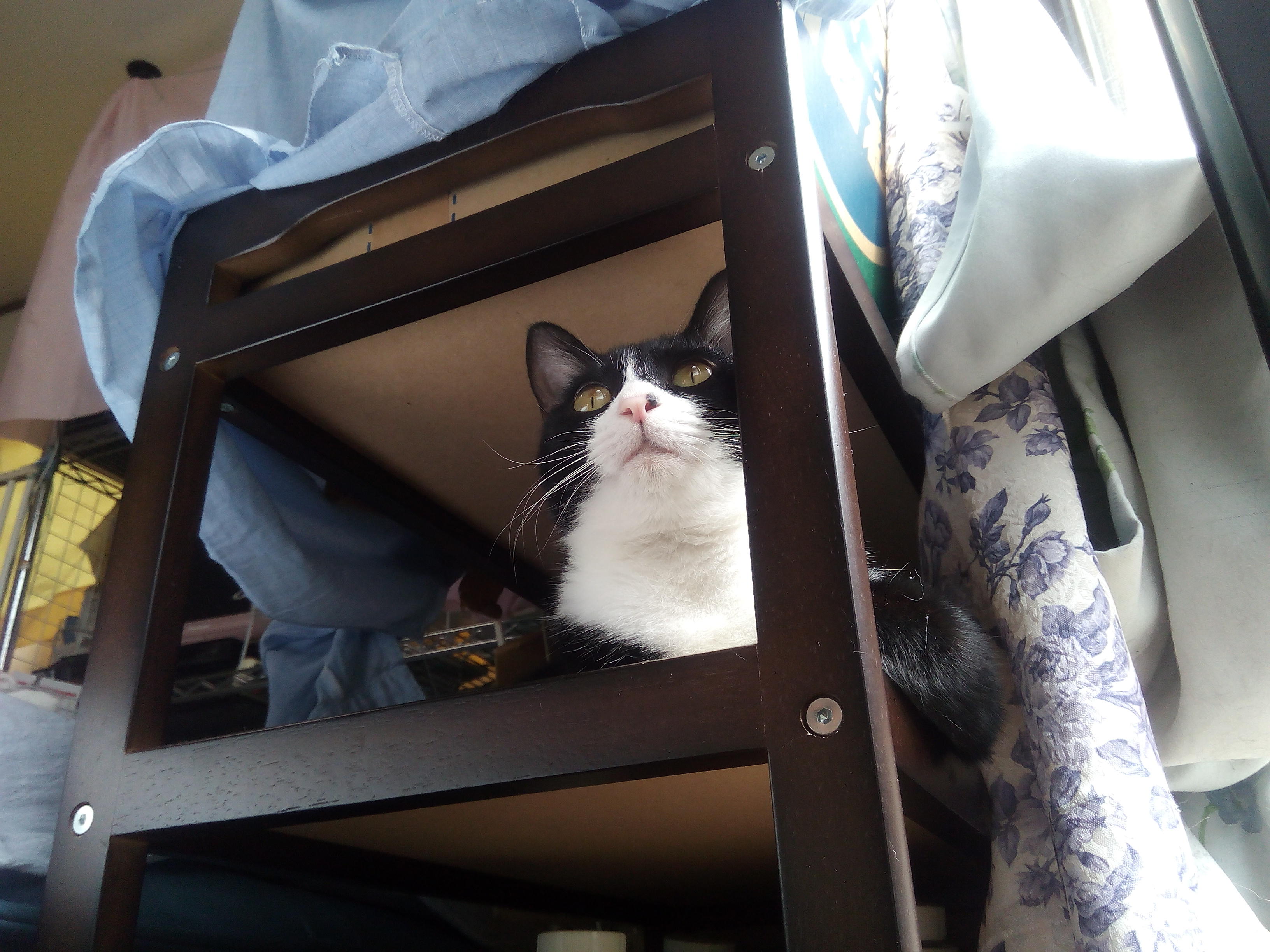 わんにゃんサイトの猫の写真