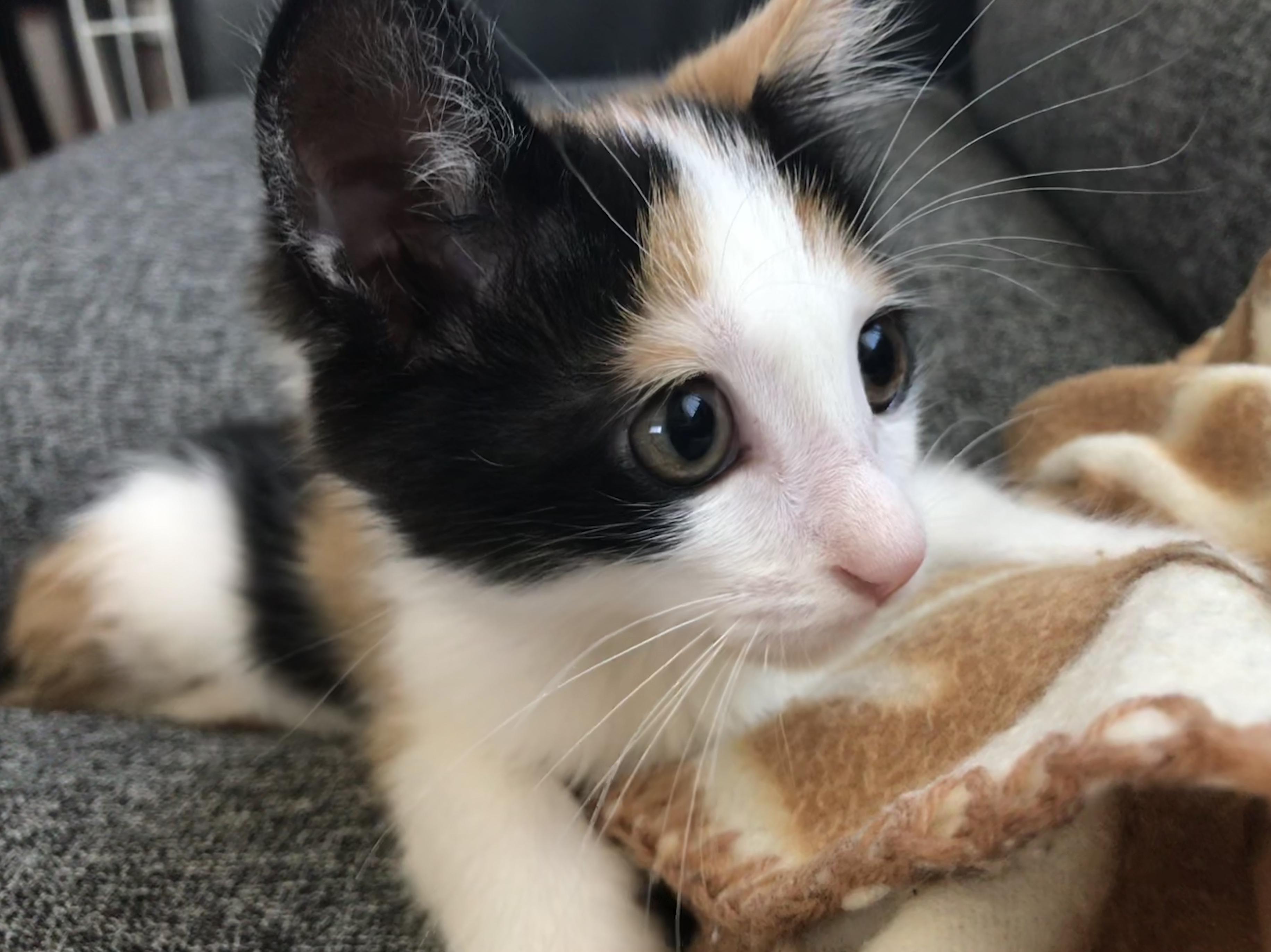 わんにゃんサイトの猫の写真