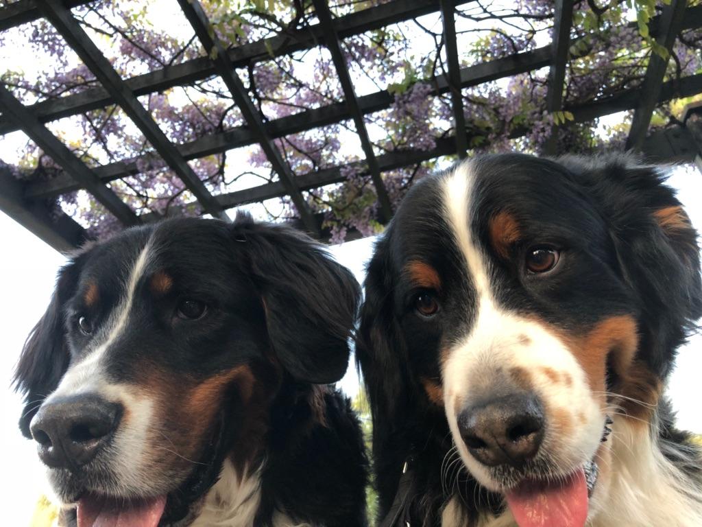 わんにゃんサイトの犬の写真