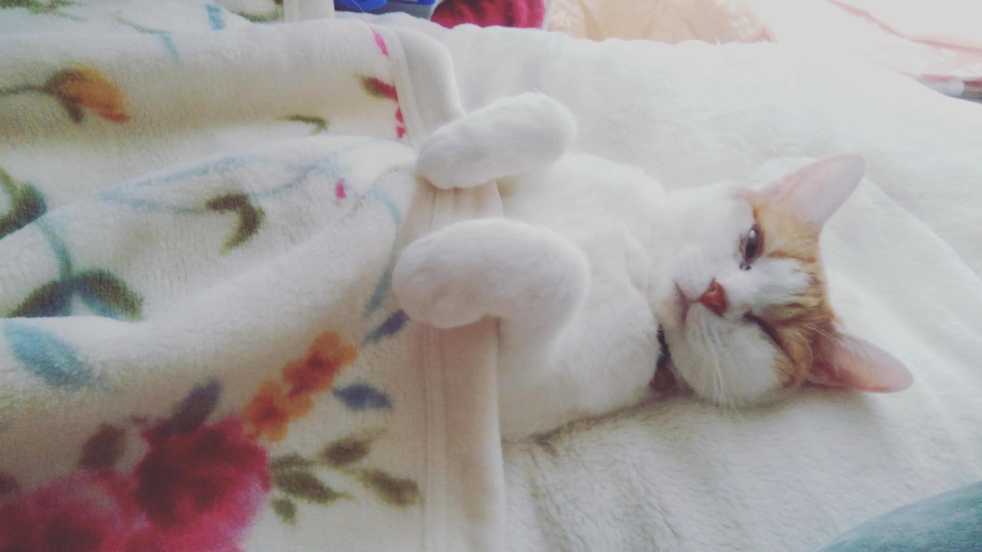 わんにゃんサイトの猫の写真