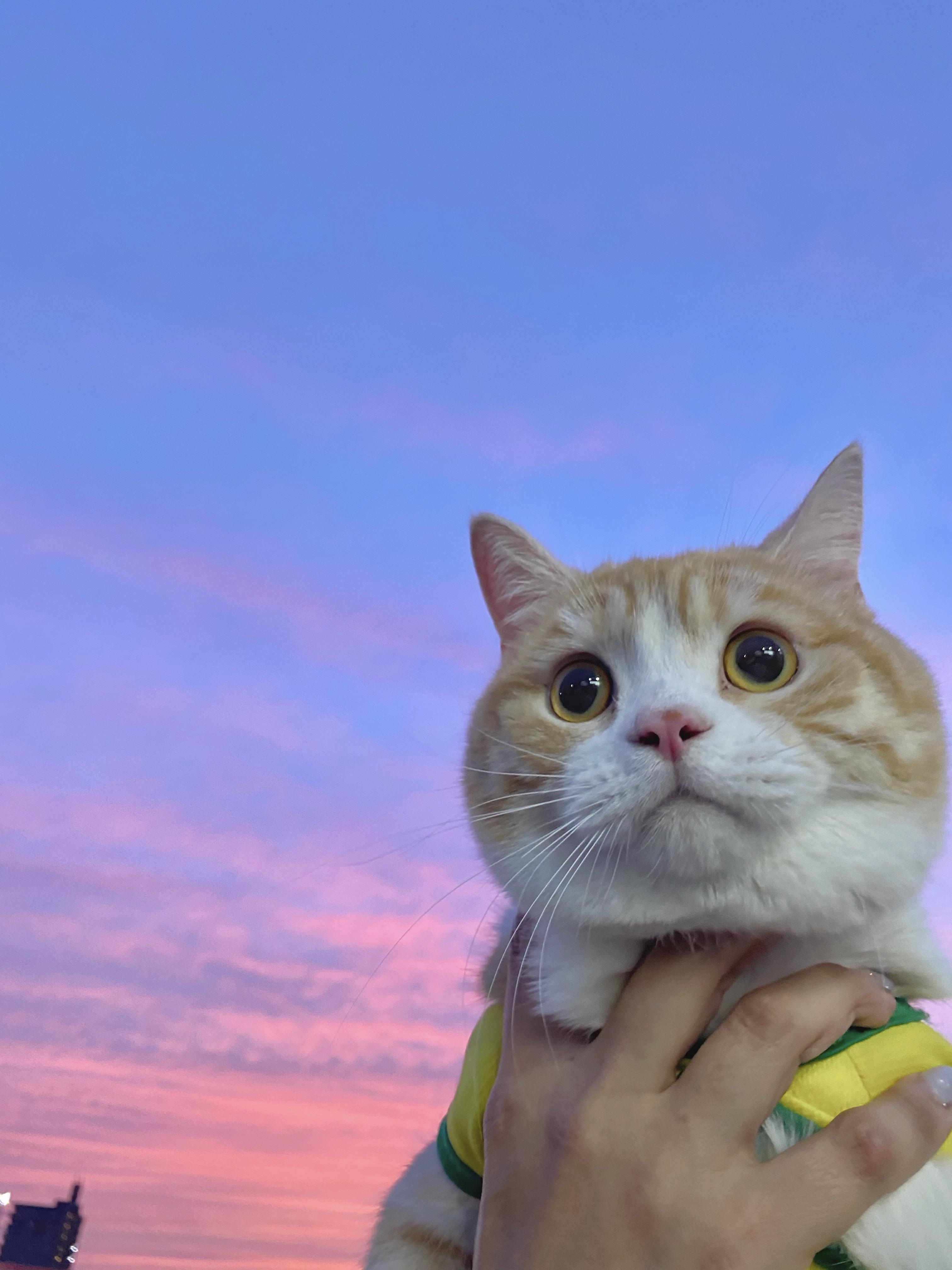 わんにゃんサイトの猫の写真