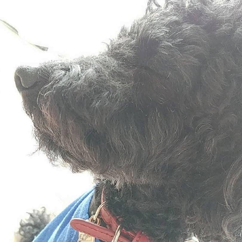 わんにゃんサイトの犬の写真