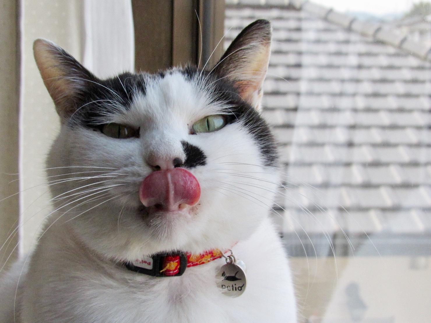 わんにゃんサイトの猫の写真