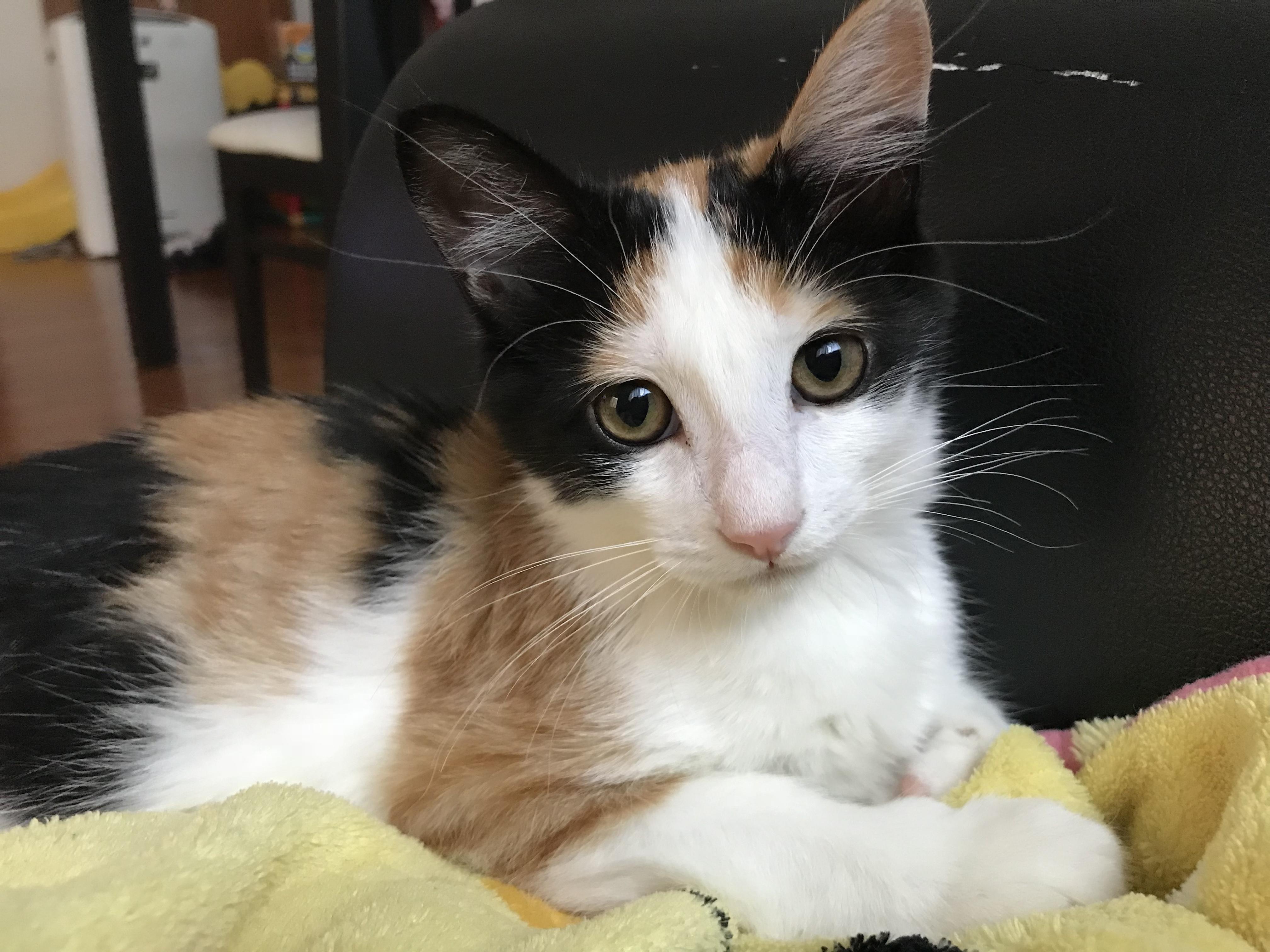 わんにゃんサイトの猫の写真