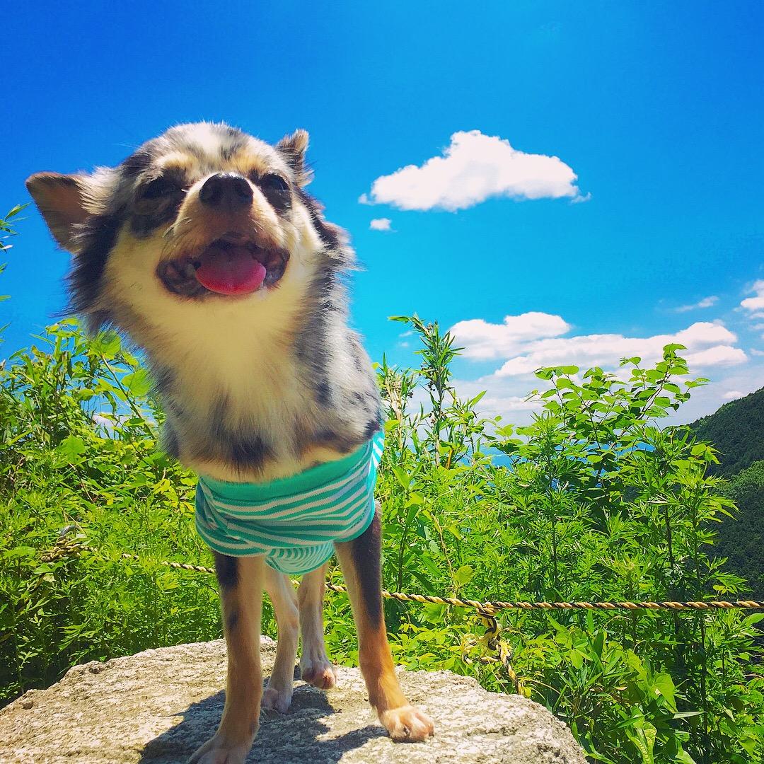 わんにゃんサイトの犬の写真