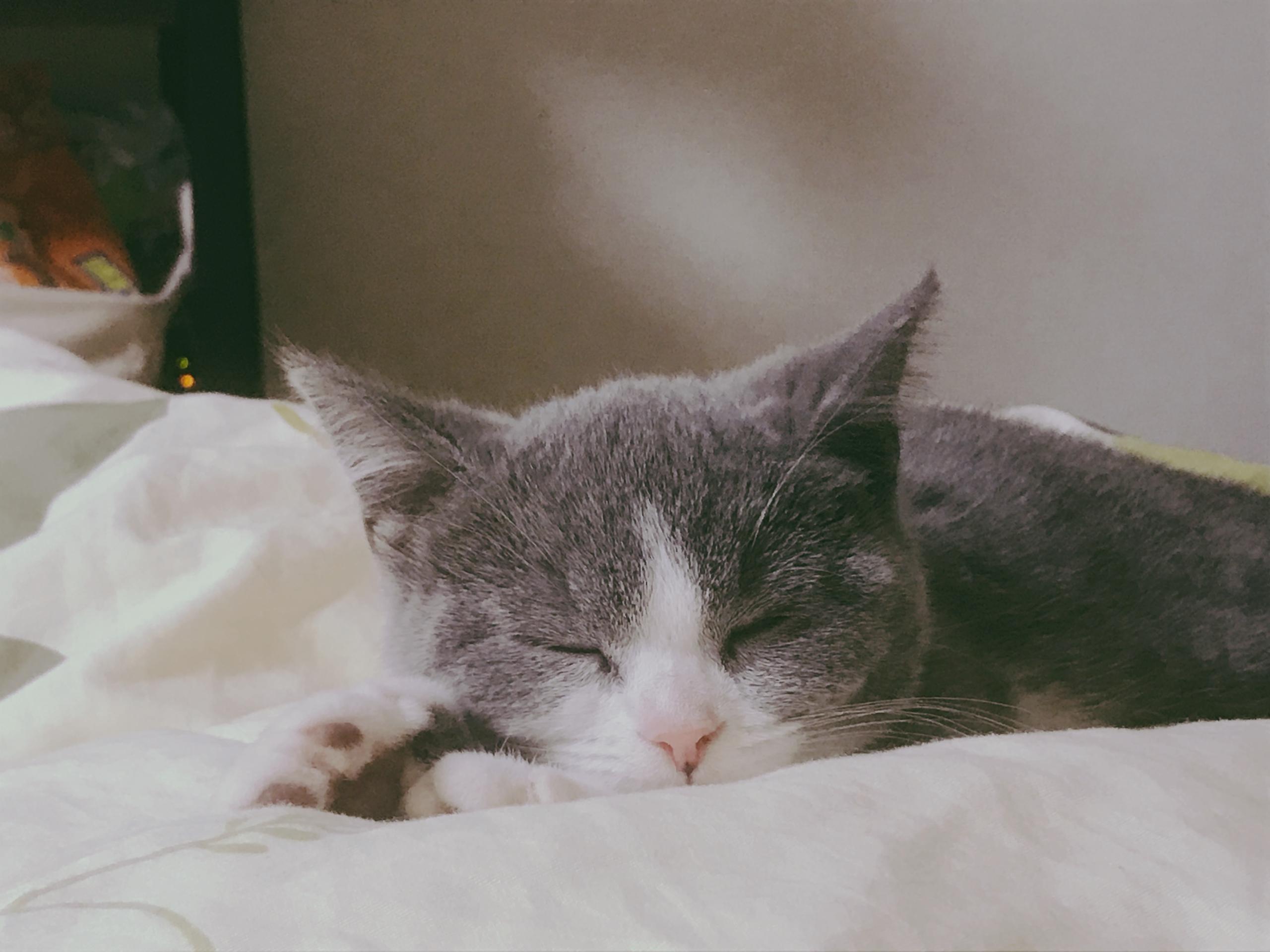 わんにゃんサイトの猫の写真