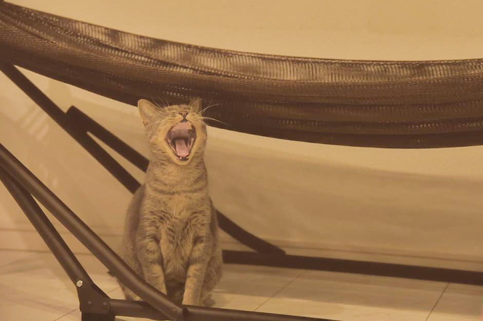 わんにゃんサイトの猫の写真