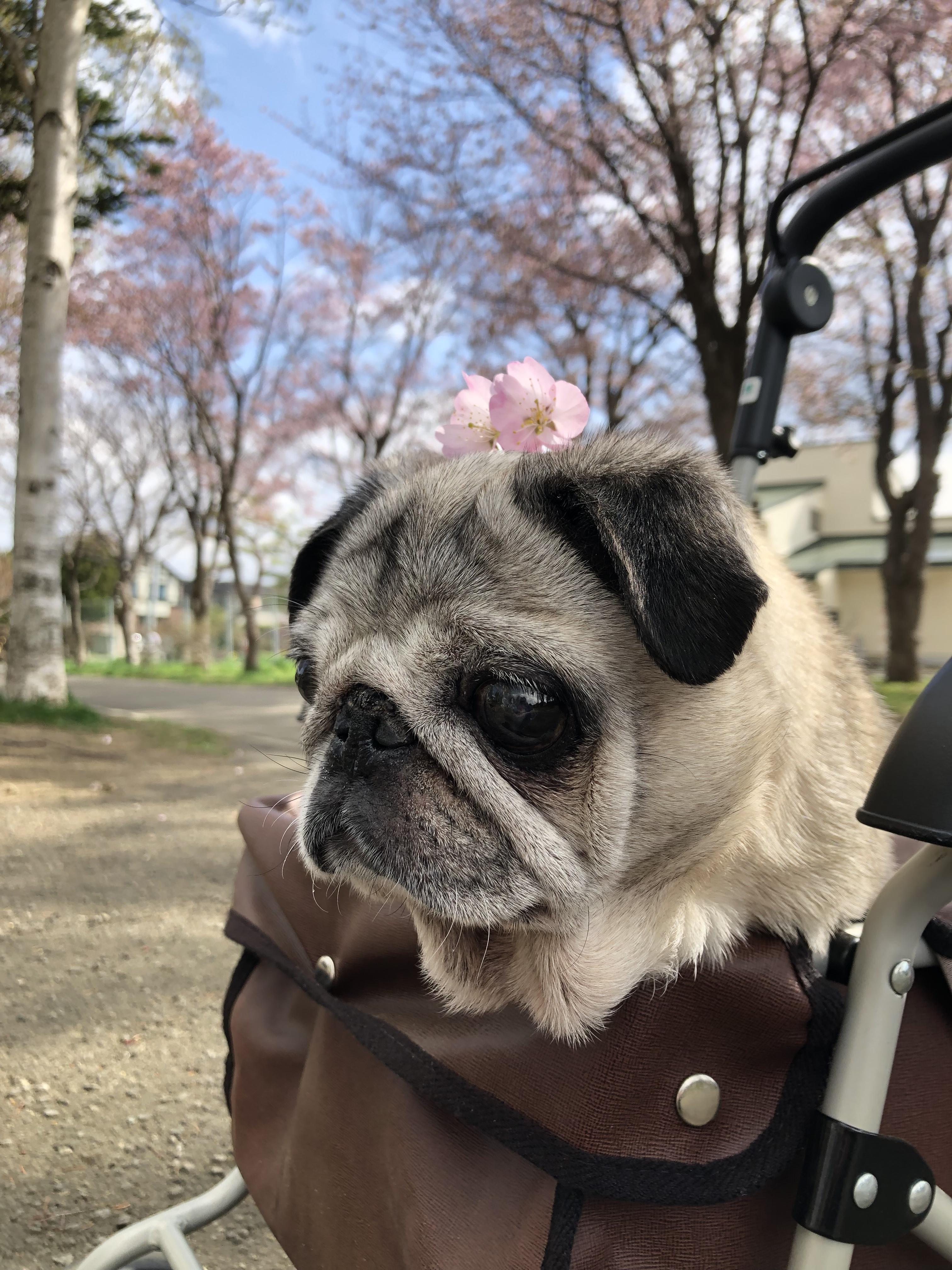 わんにゃんサイトの犬の写真