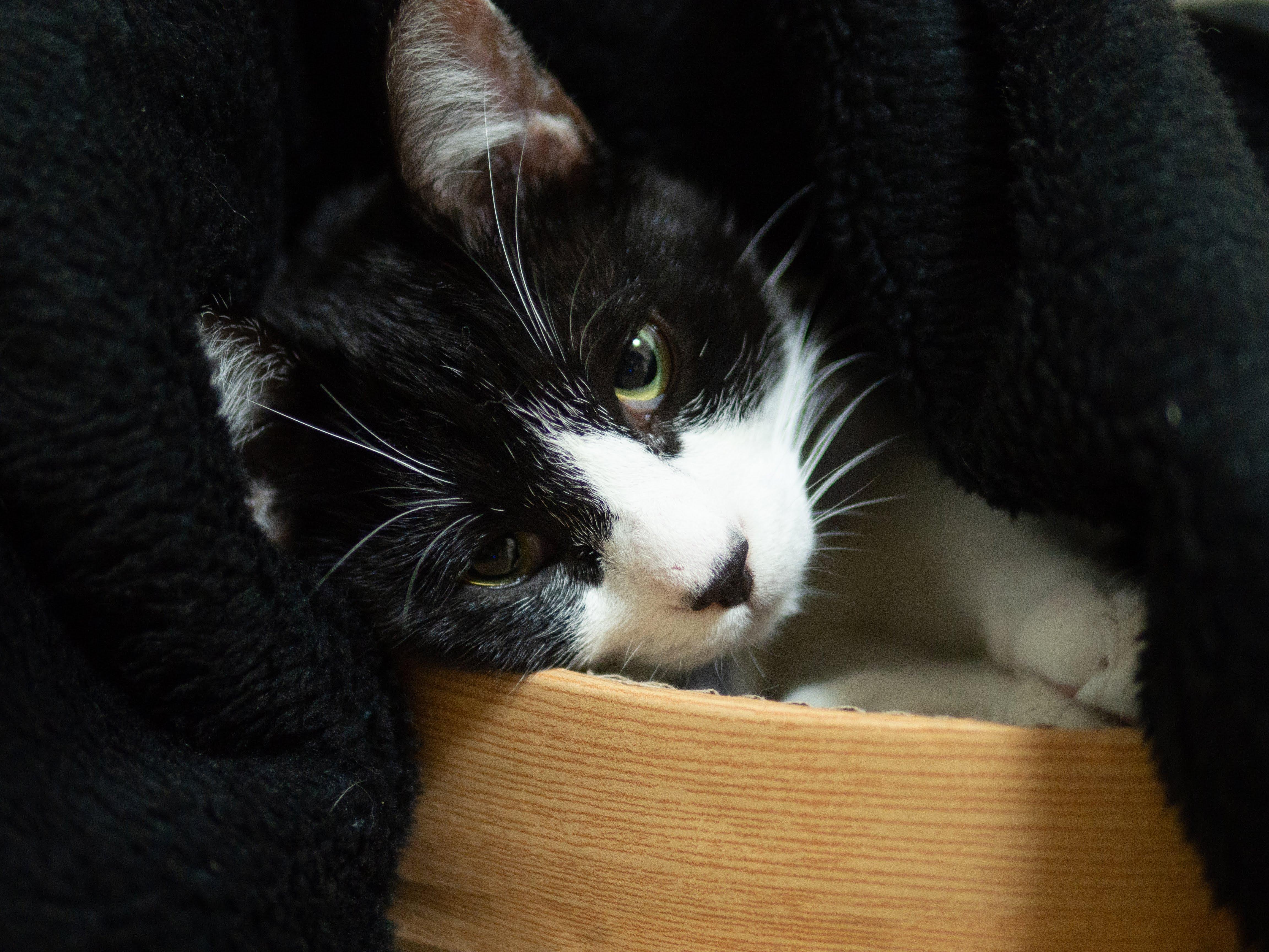 わんにゃんサイトの猫の写真