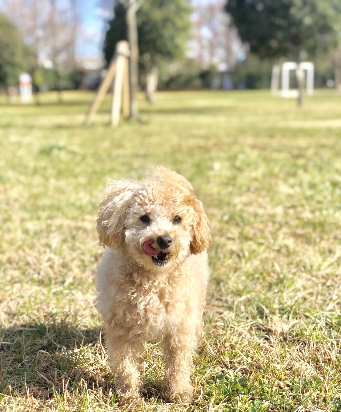 わんにゃんサイトの犬の写真