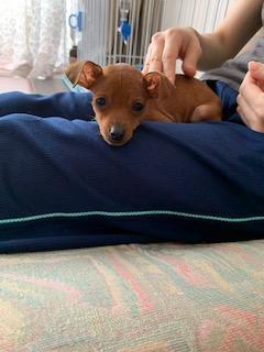 わんにゃんサイトの犬の写真