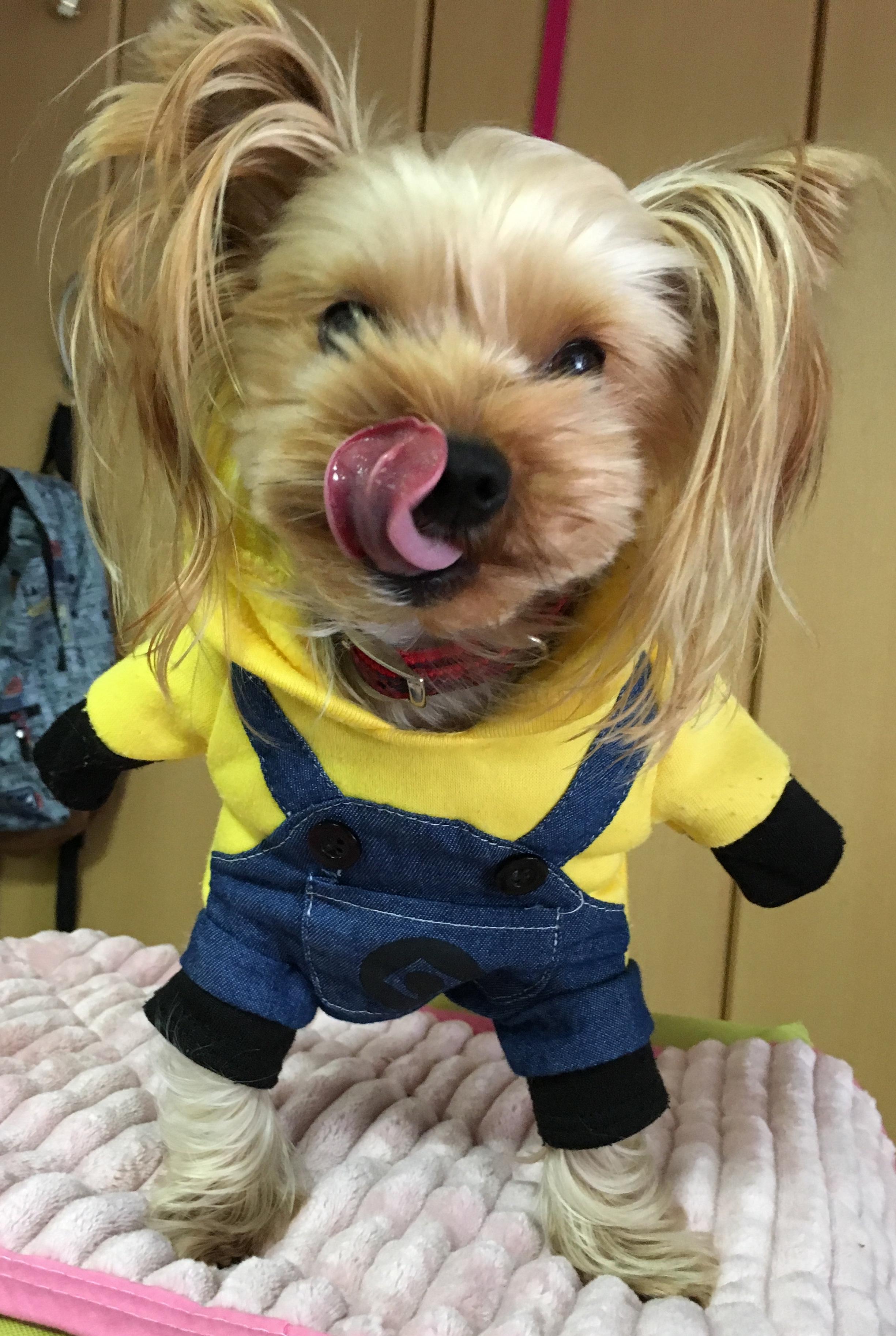 わんにゃんサイトの犬の写真