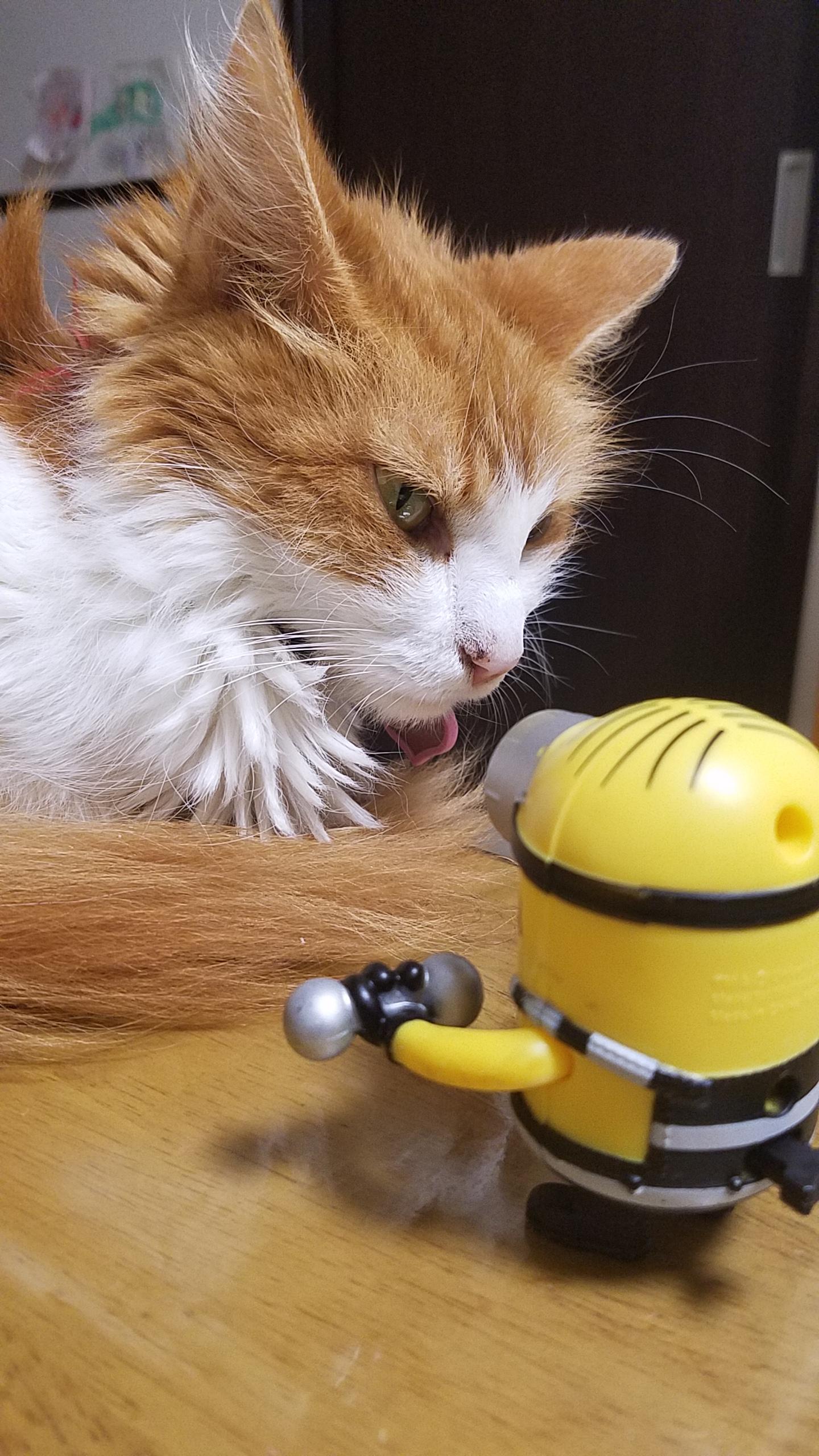 わんにゃんサイトの猫の写真