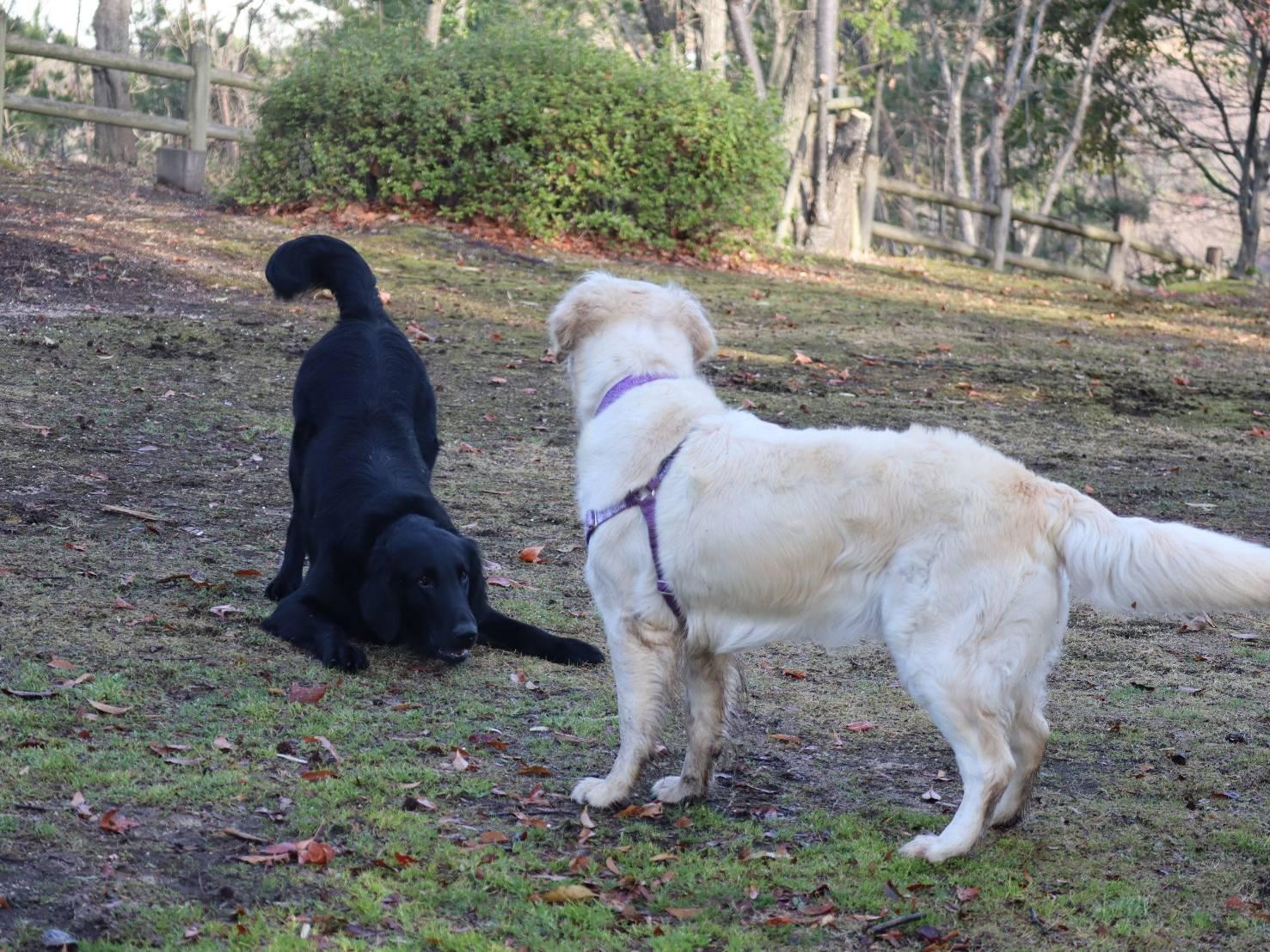 わんにゃんサイトの犬の写真