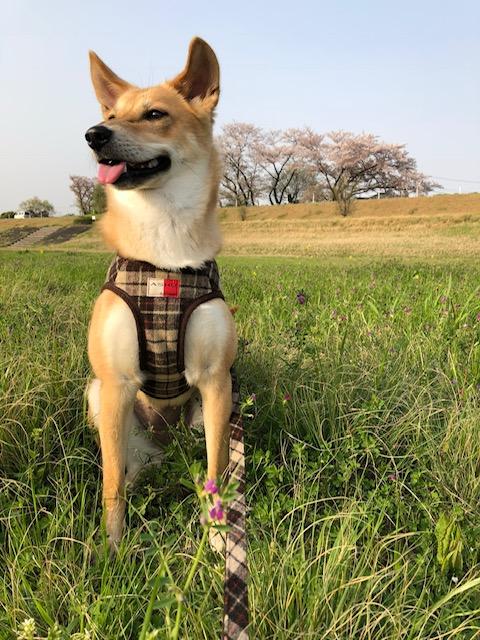 わんにゃんサイトの犬の写真