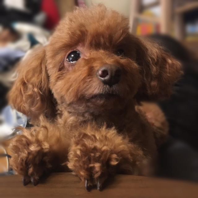 わんにゃんサイトの犬の写真