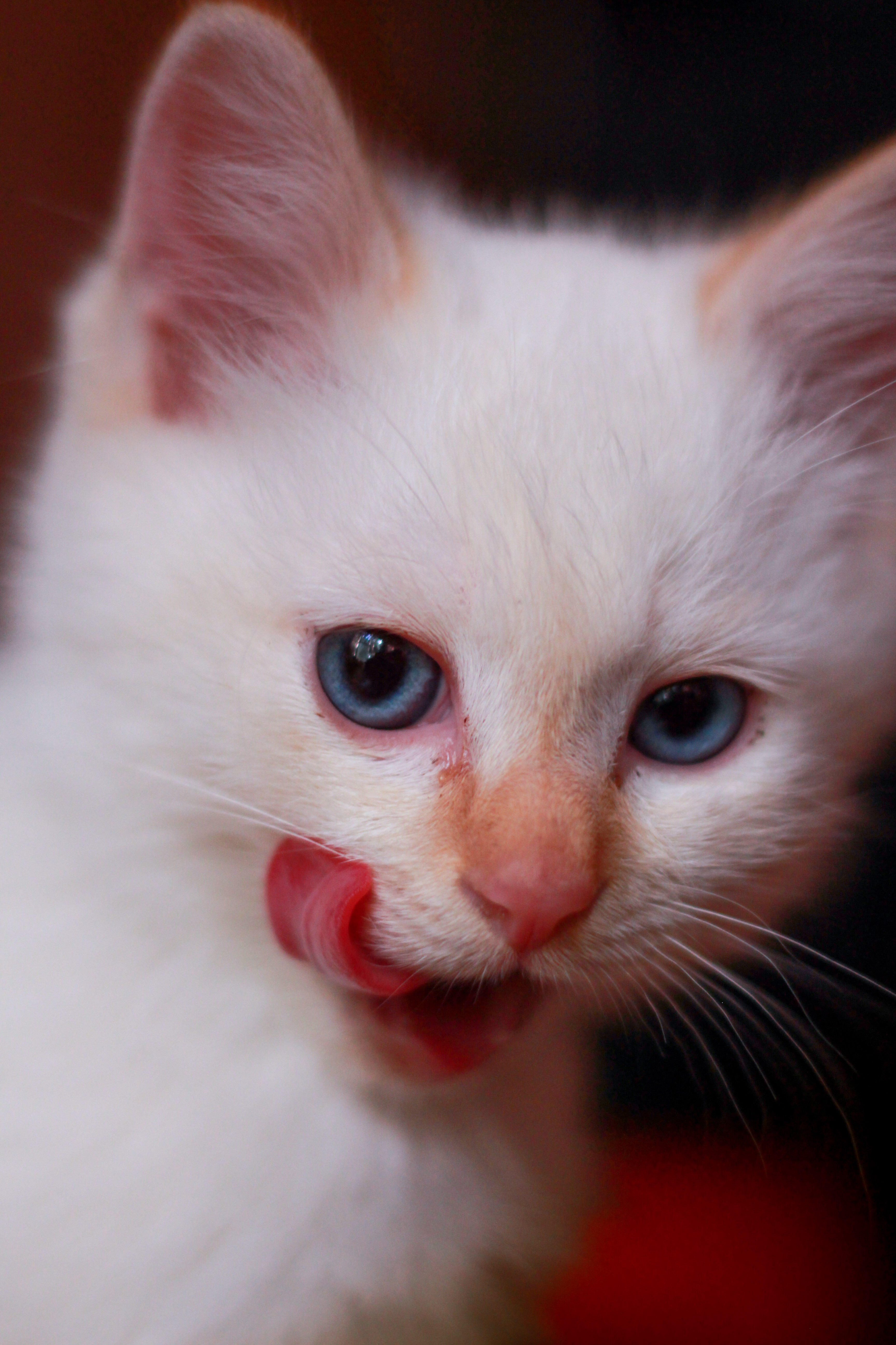 わんにゃんサイトの猫の写真