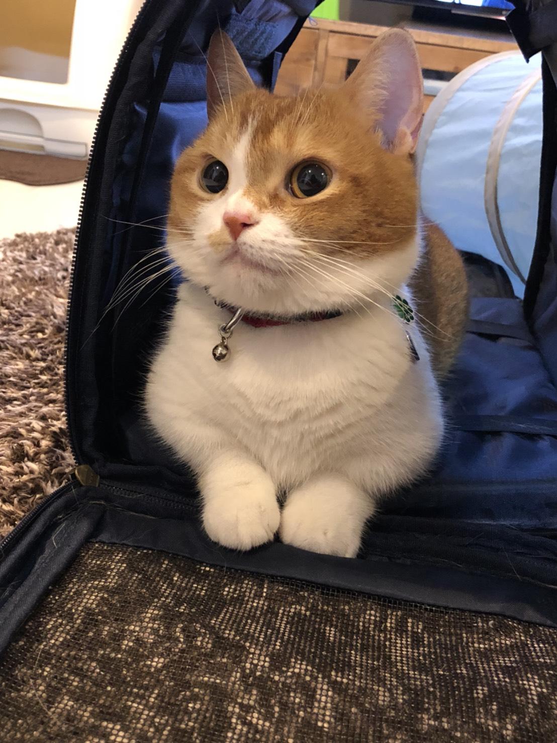 わんにゃんサイトの猫の写真