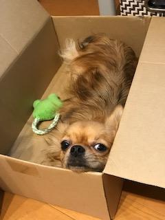 わんにゃんサイトの犬の写真