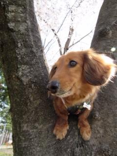 わんにゃんサイトの犬の写真